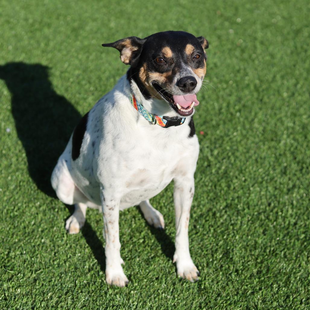 Dottie, a Adoptable Terrier in Evansville, IN image 3/4