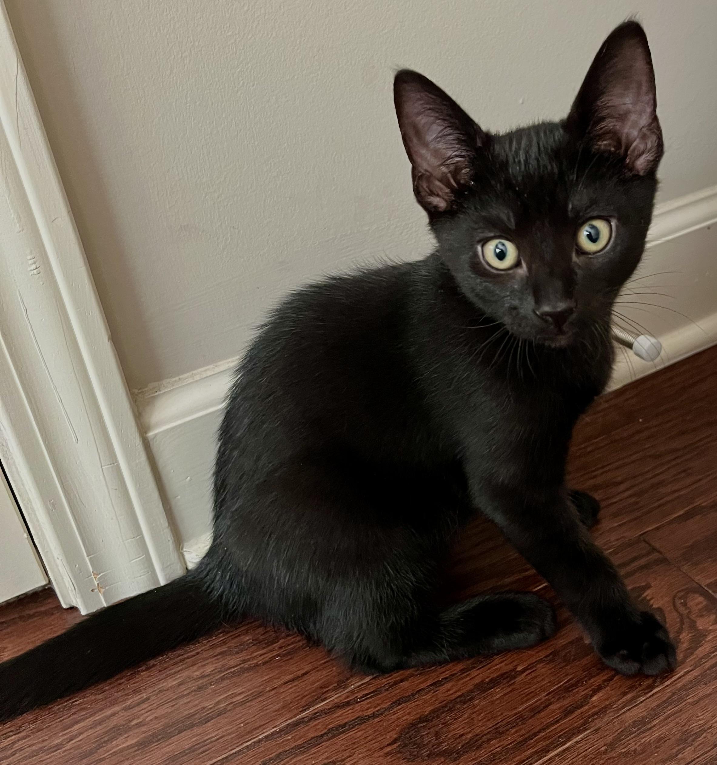 Oliver (bonded w/Sadie), Baby Male Bombay