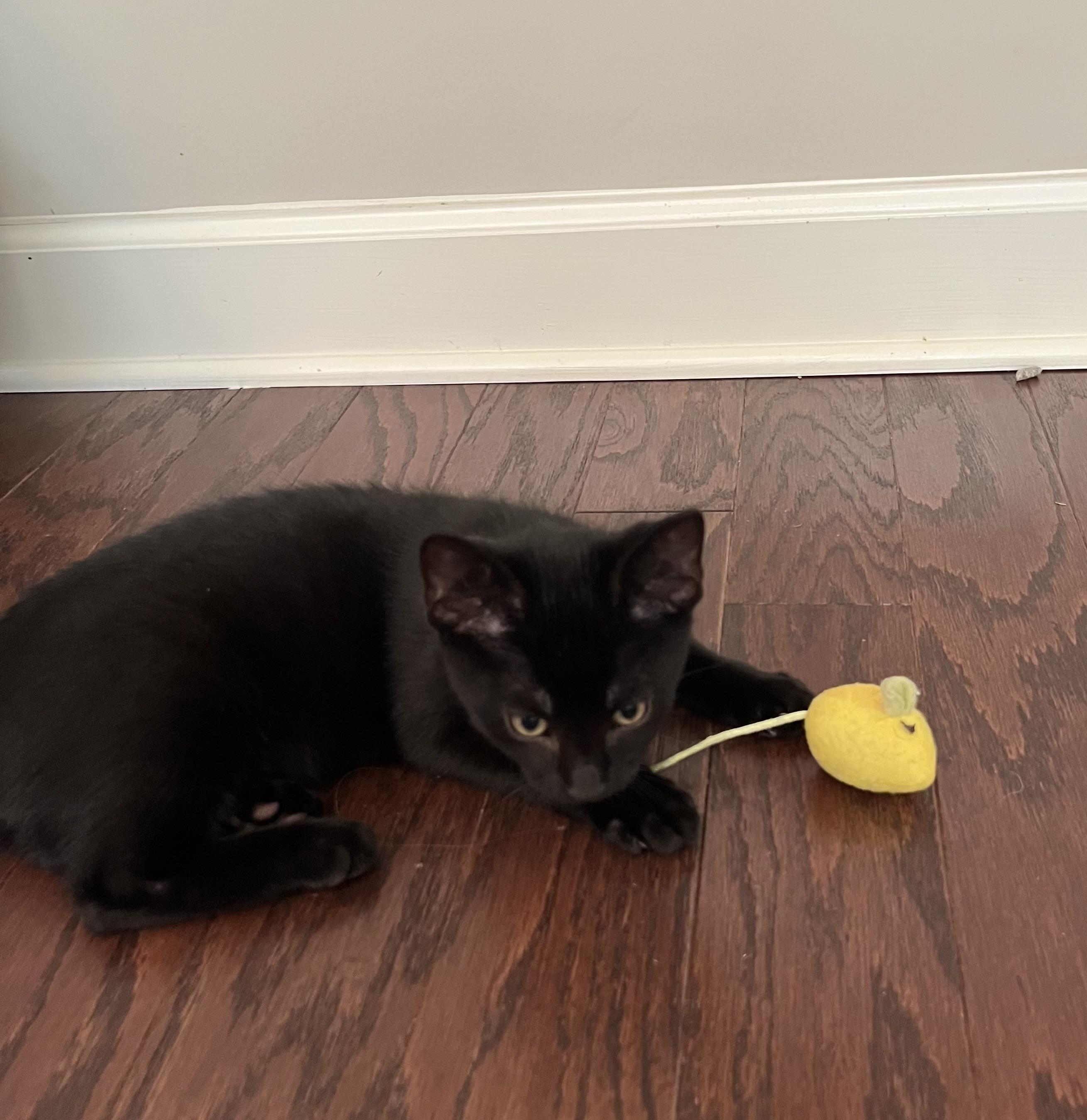 Oliver (bonded w/Sadie) photo 6