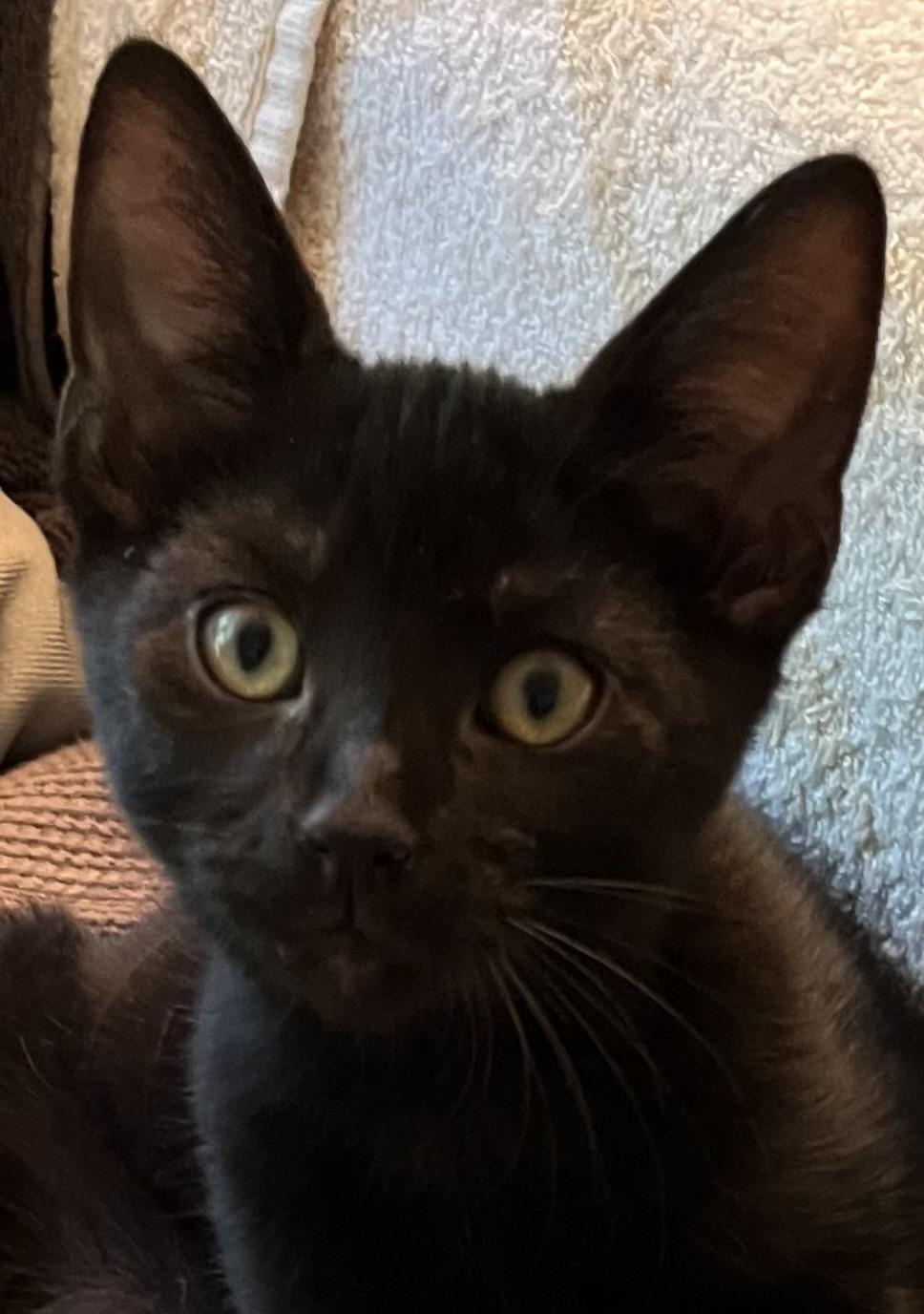 Oliver (bonded w/Sadie) photo 2