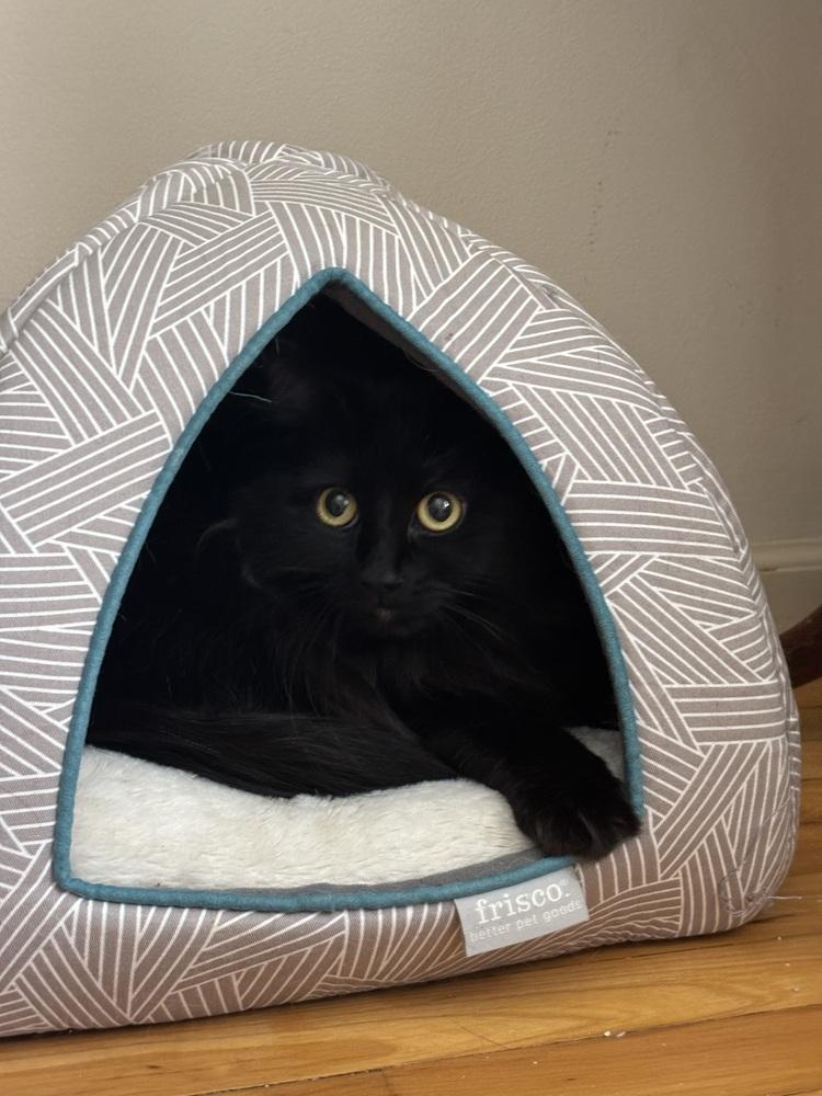 Enlarge LUNA, a Adoptable Domestic Long Hair in New Woodstock, NY image 1/5