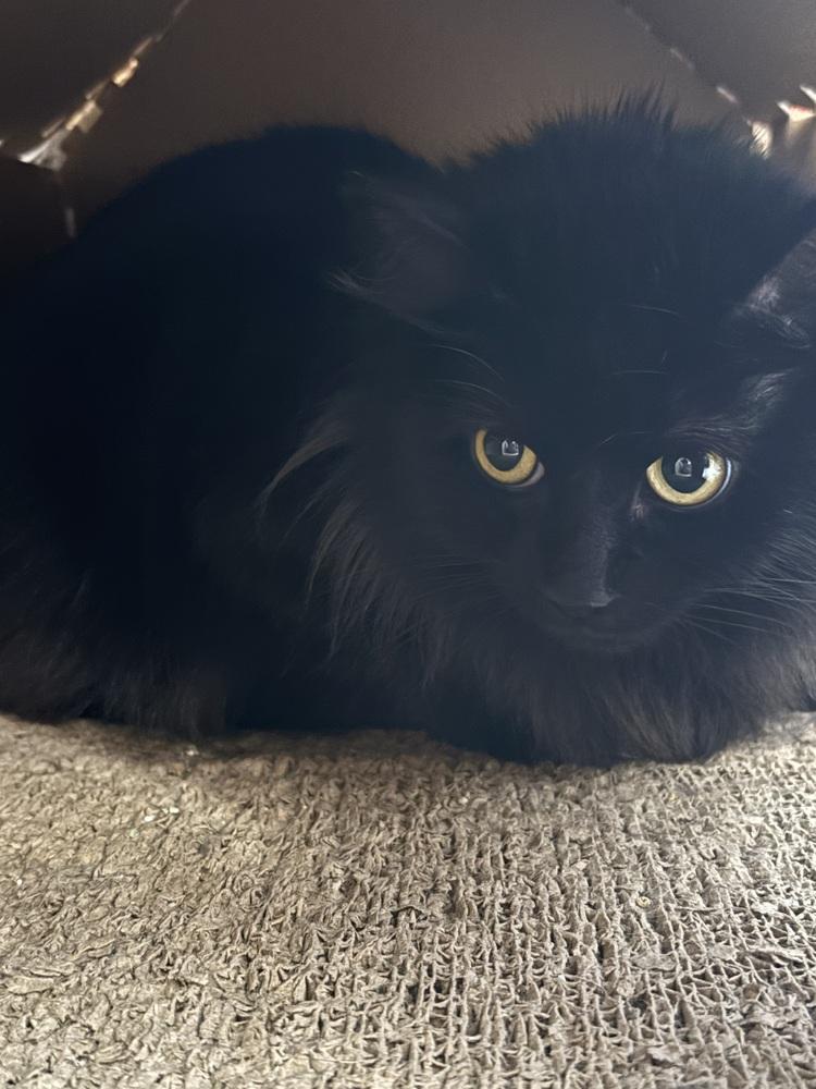 Enlarge LUNA, a Adoptable Domestic Long Hair in New Woodstock, NY image 2/5