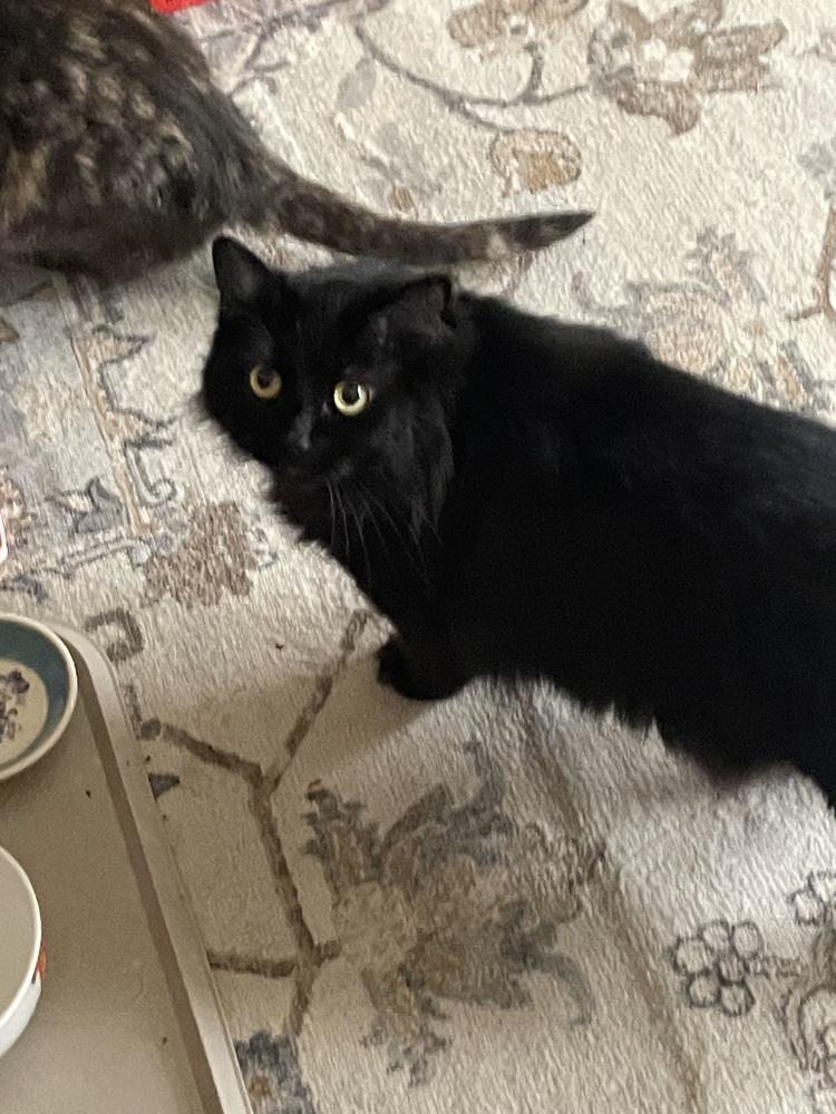 Enlarge LUNA, a Adoptable Domestic Long Hair in New Woodstock, NY image 4/5