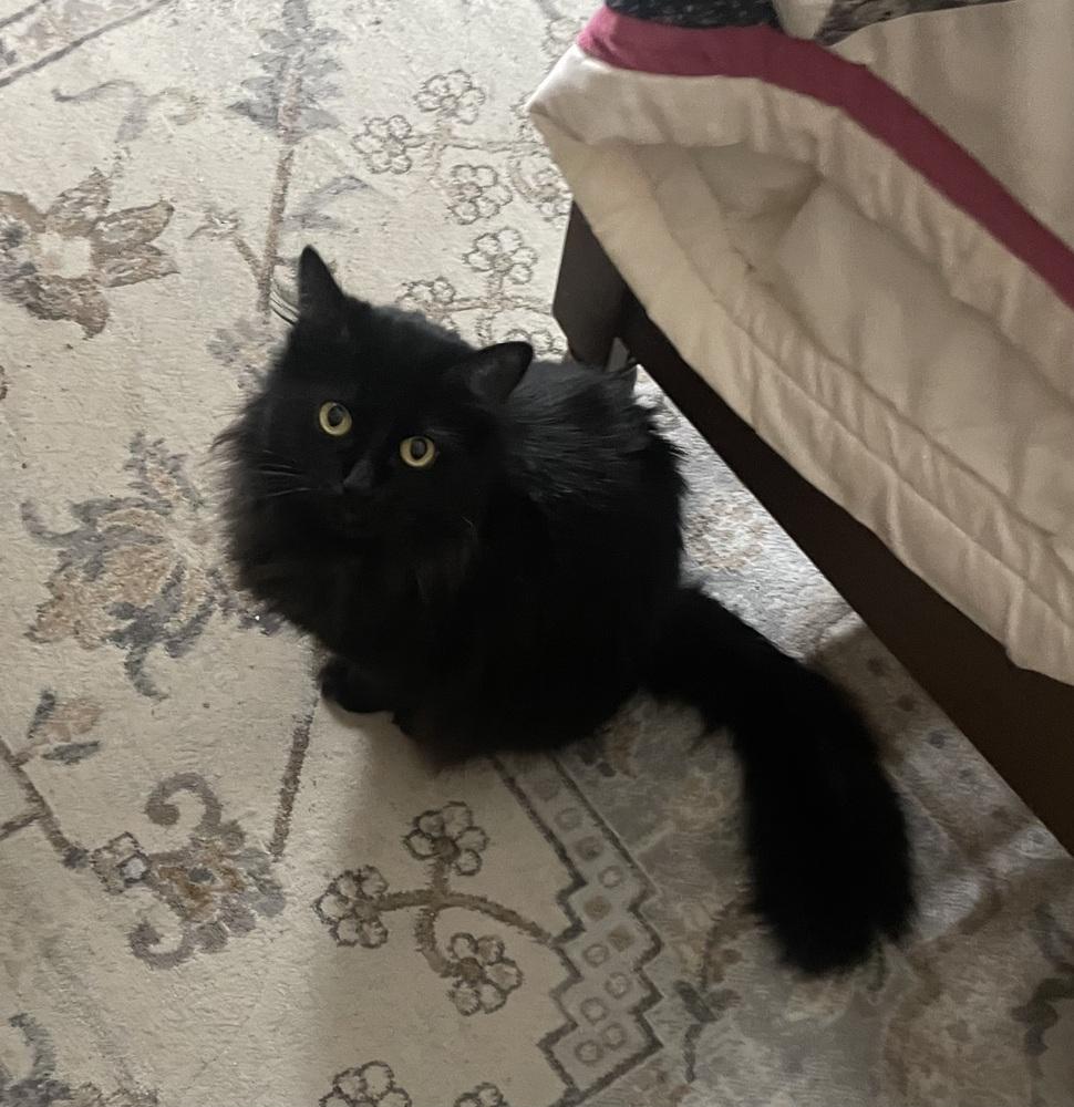 Enlarge LUNA, a Adoptable Domestic Long Hair in New Woodstock, NY image 5/5