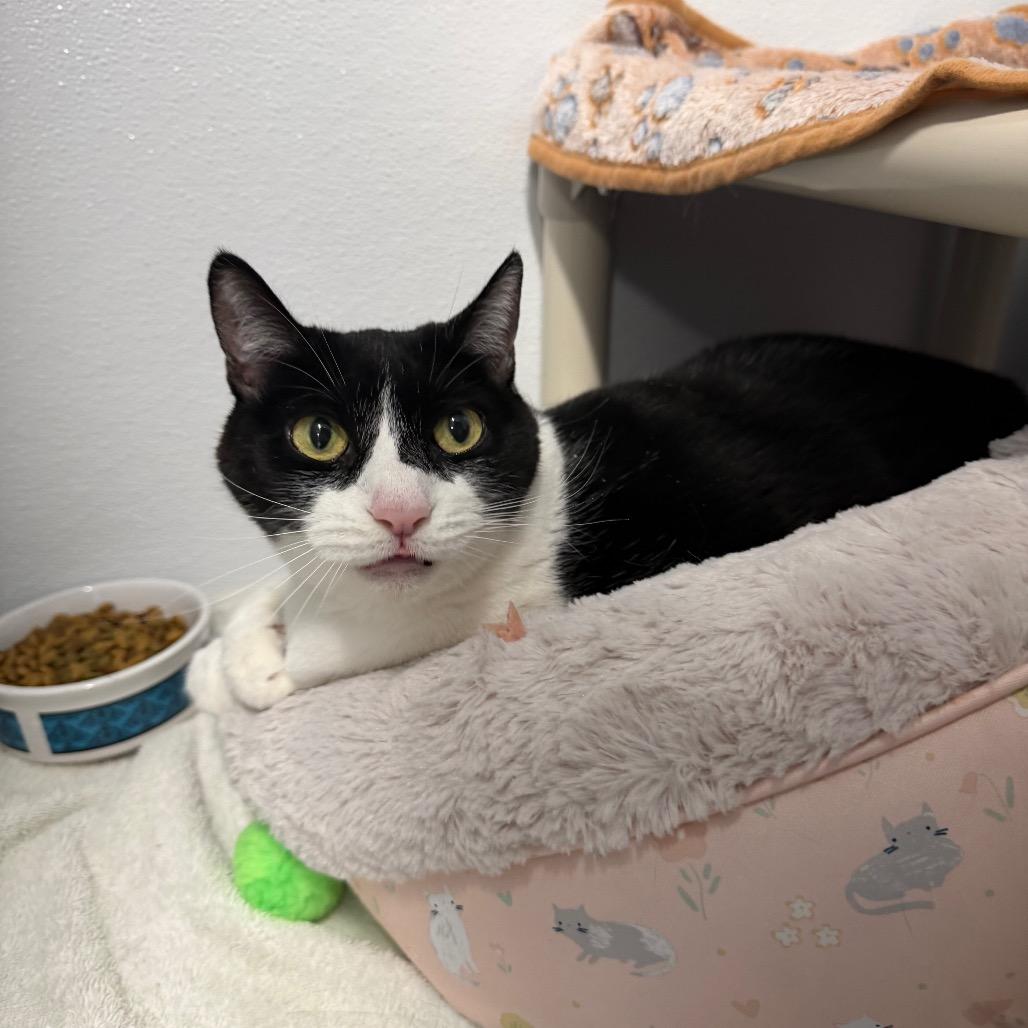 Enlarge Momo, a Adoptable mixed breed in Binghamton, NY image 3/3