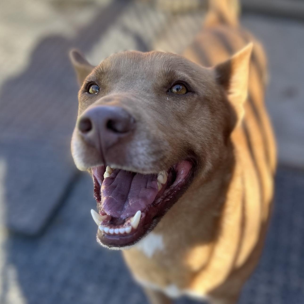 Enlarge Paco, a Adoptable mixed breed in Huntington, NY image 3/5