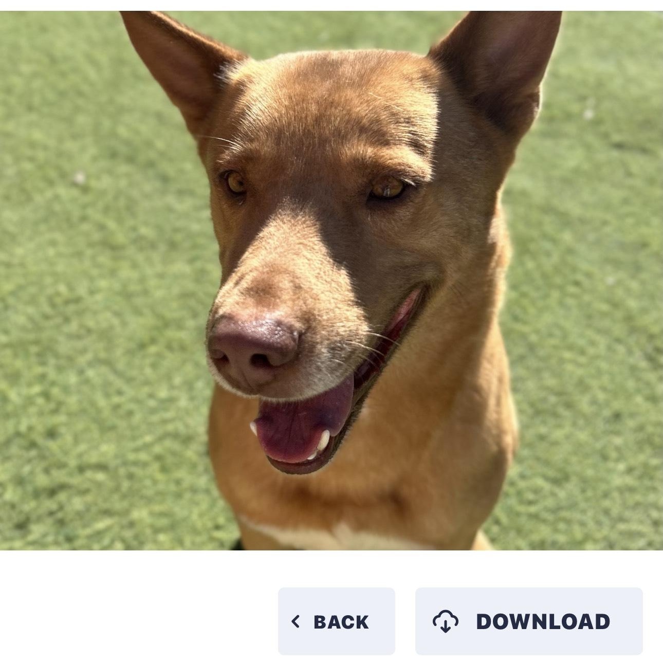 Enlarge Paco, a Adoptable mixed breed in Huntington, NY image 4/5