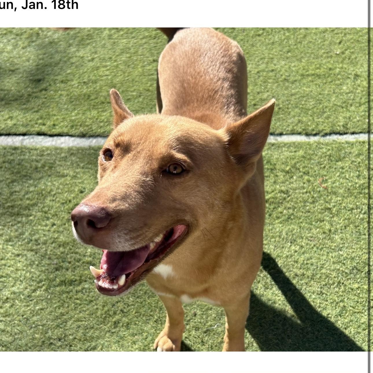 Enlarge Paco, a Adoptable mixed breed in Huntington, NY image 5/5