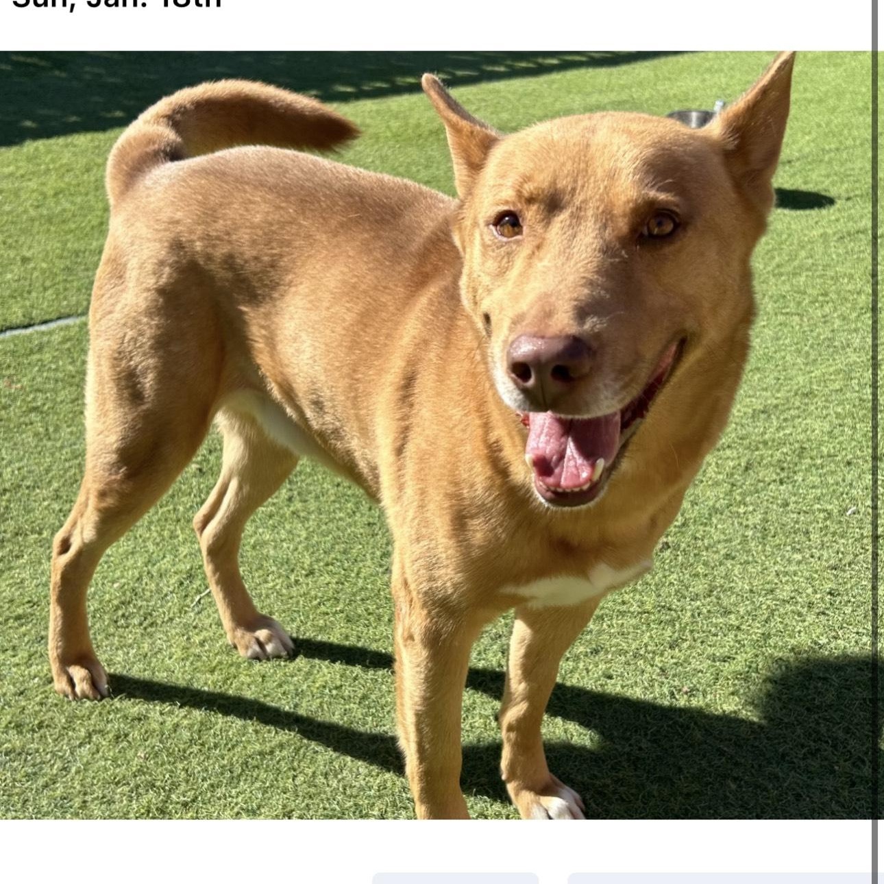 Enlarge Paco, a Adoptable mixed breed in Huntington, NY image 2/5