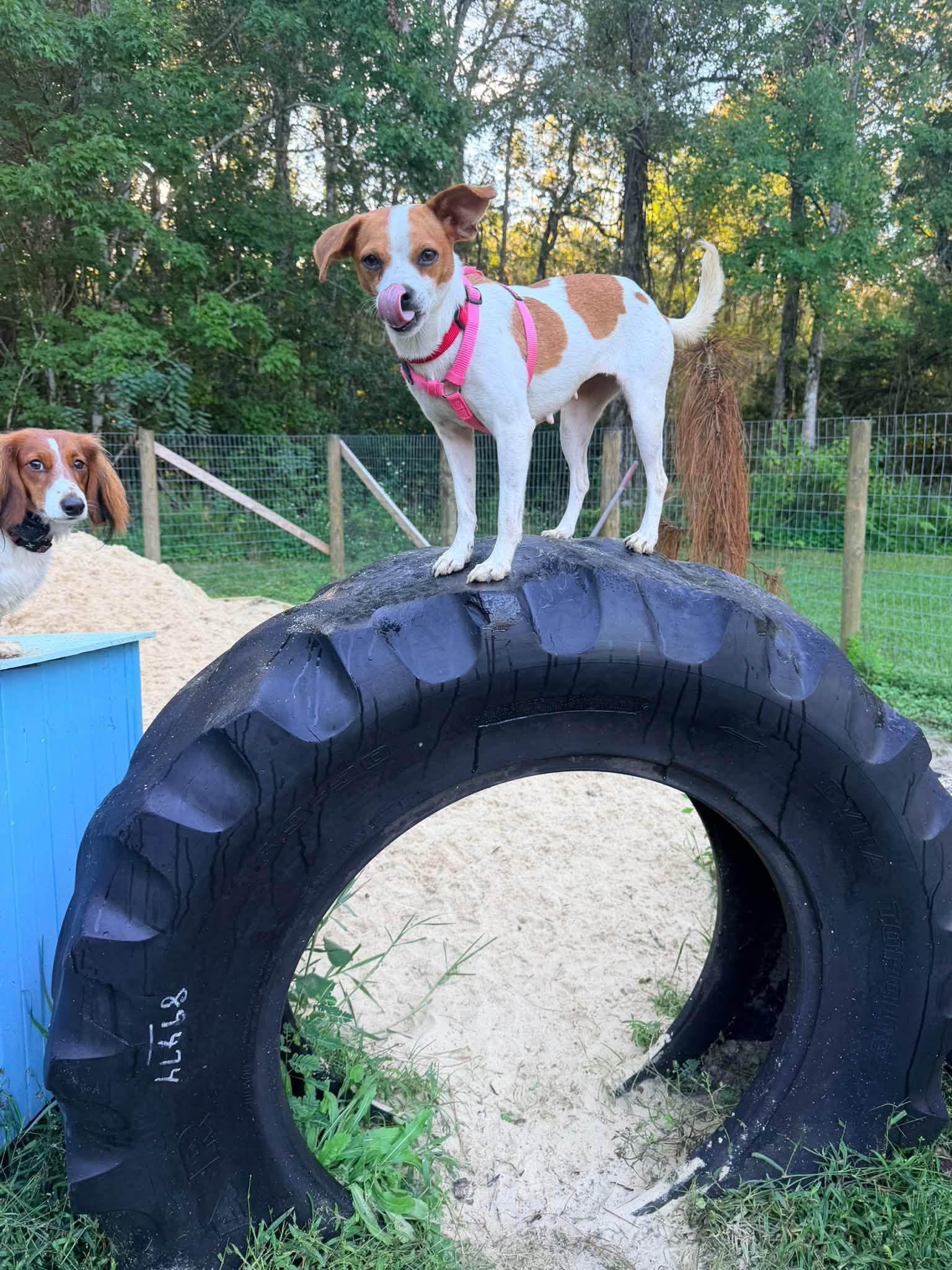 Enlarge Dolly, a Adoptable mixed breed in New Smyrna Beach, FL image 2/5