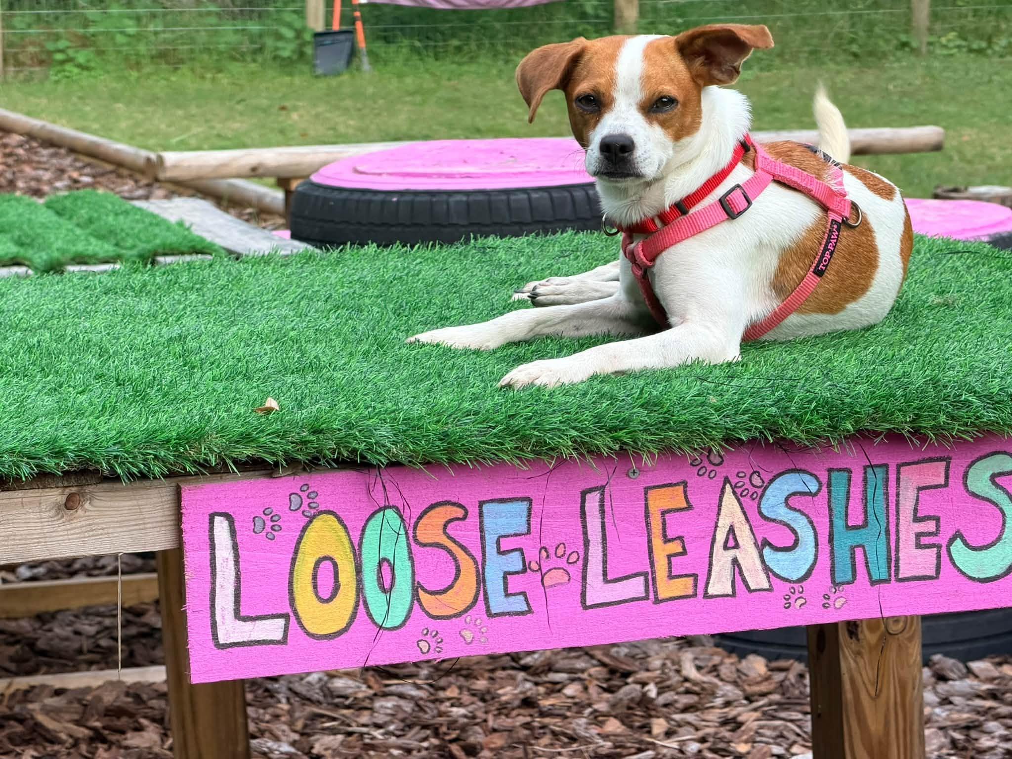 Enlarge Dolly, a Adoptable mixed breed in New Smyrna Beach, FL image 5/5