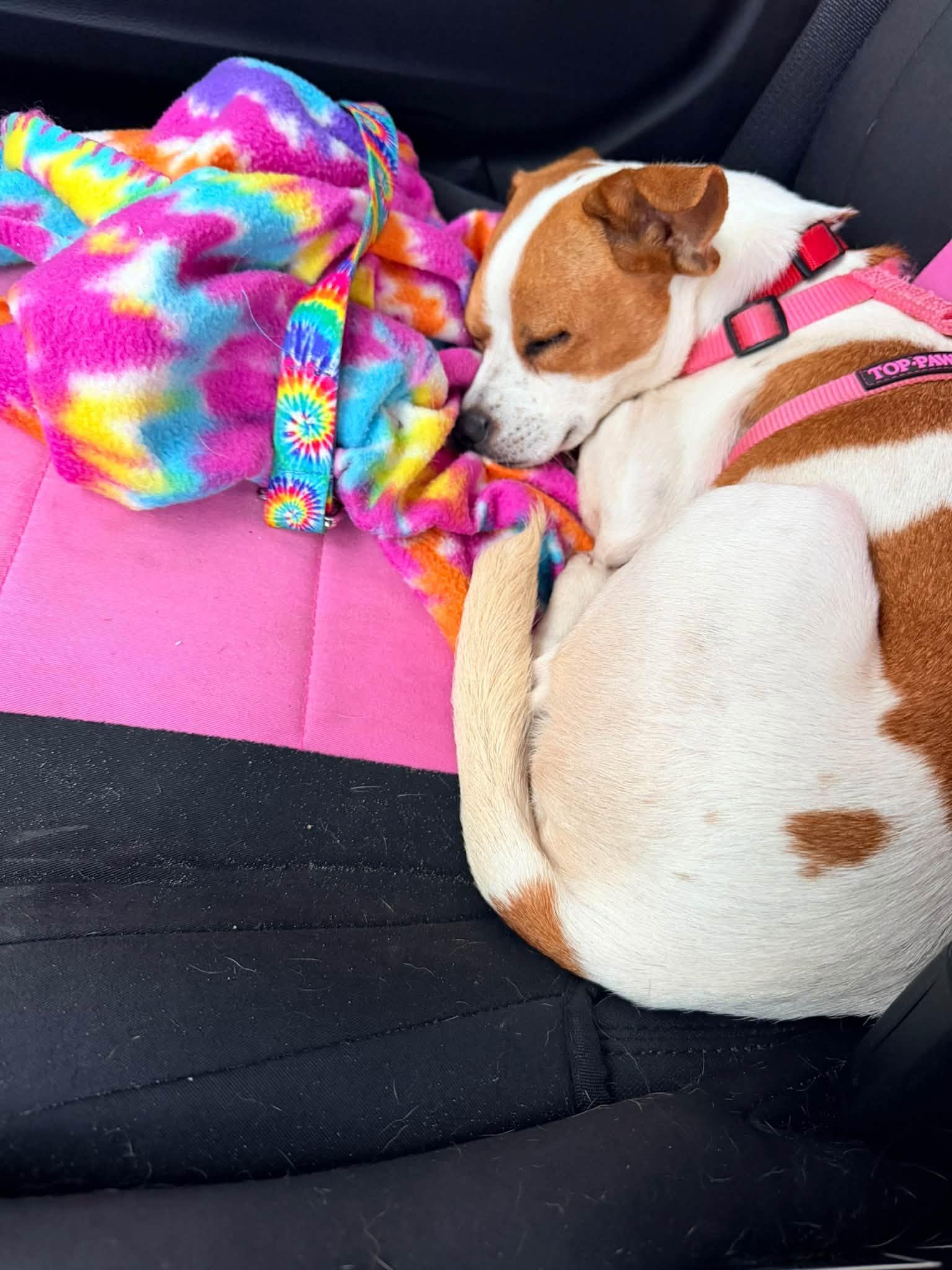 Enlarge Dolly, a Adoptable mixed breed in New Smyrna Beach, FL image 4/5