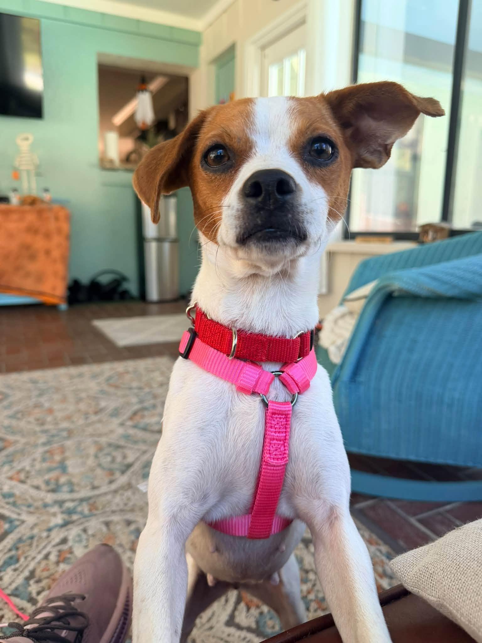 Dolly, Adoptable, Young Female Jack Russell Terrier & Beagle.