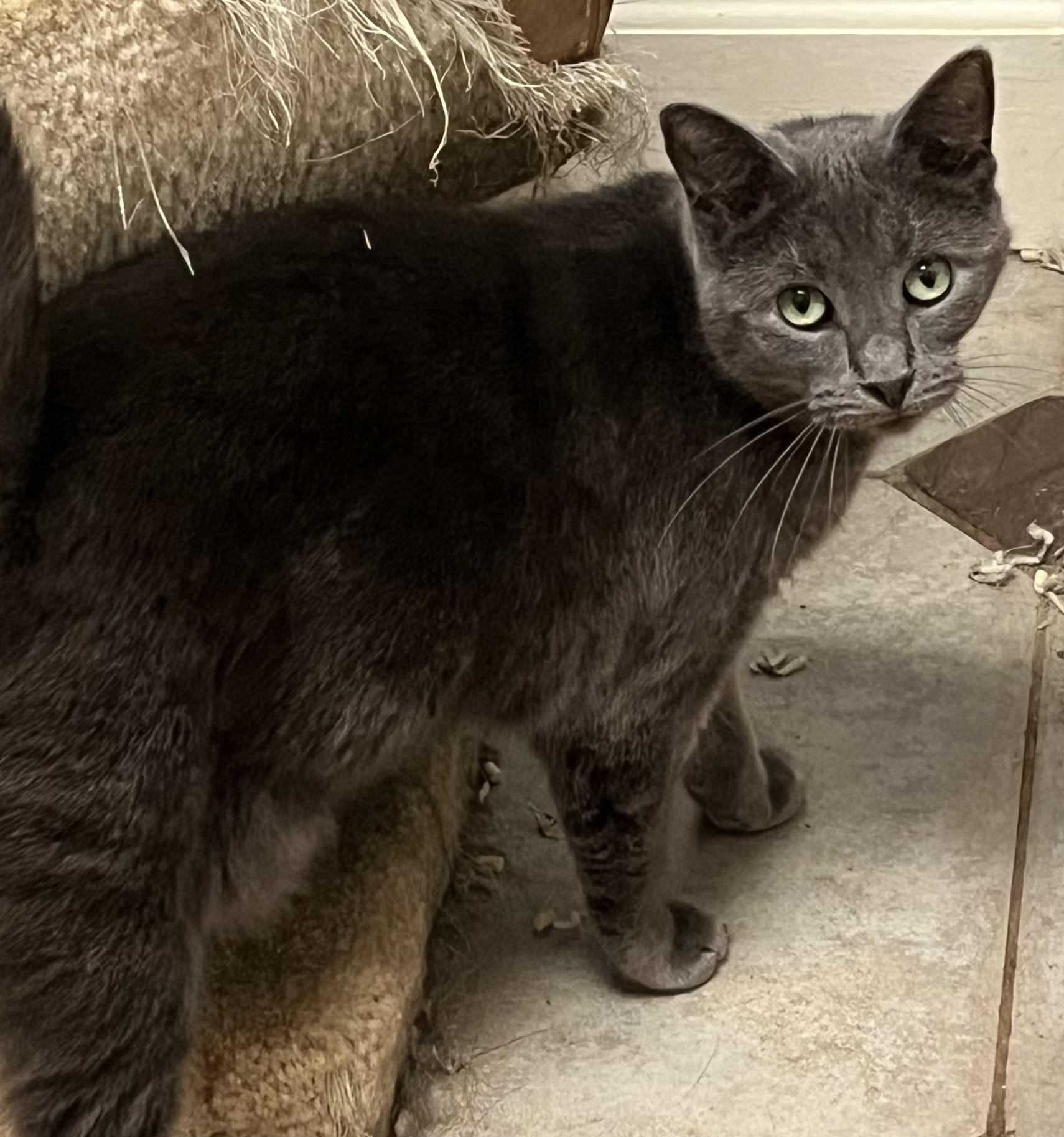 Peanut, ADOPTABLE, Adult Female Russian Blue.