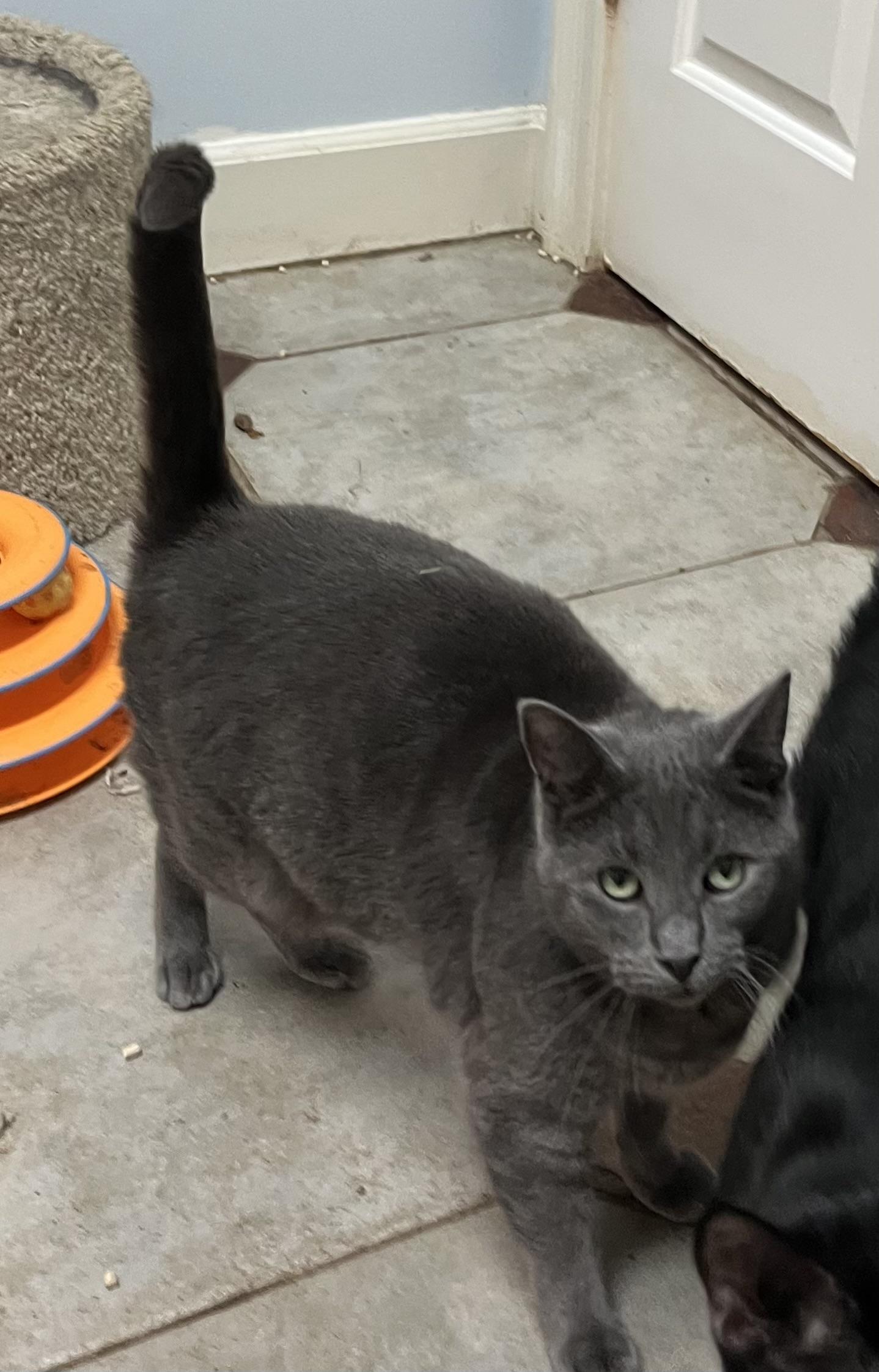 Enlarge Peanut, a ADOPTABLE Russian Blue in Mobile, AL image 2/5