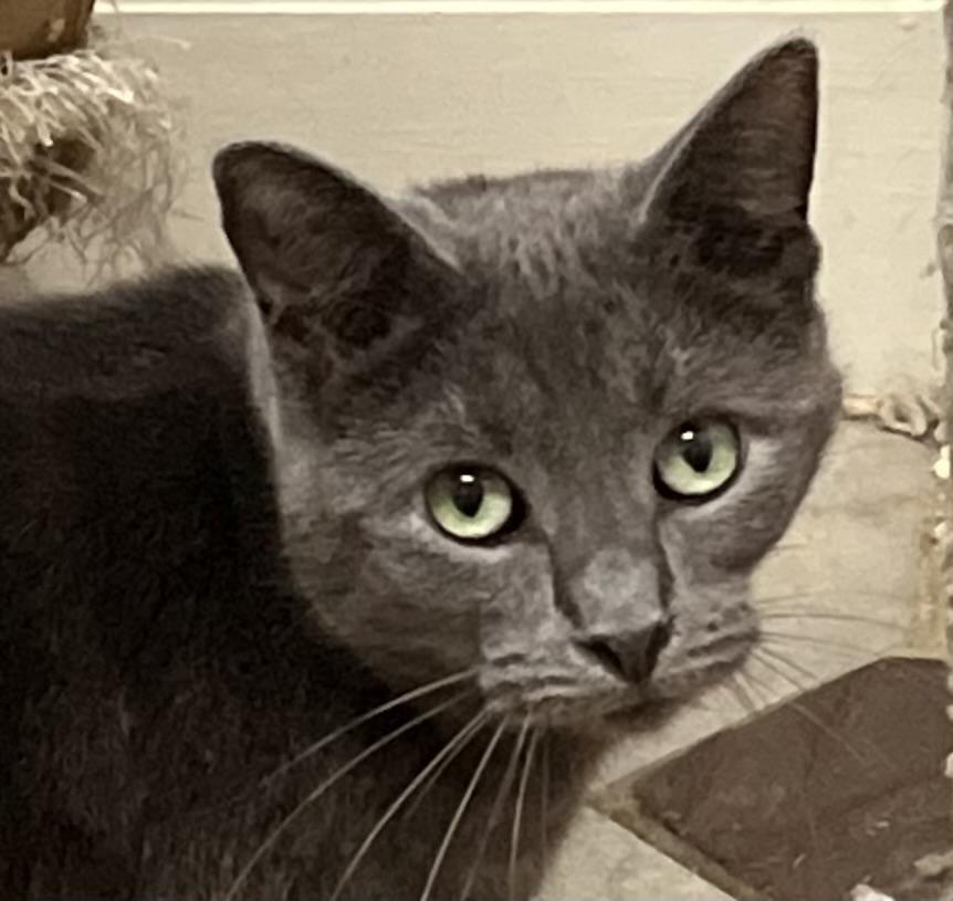 Enlarge Peanut, a ADOPTABLE Russian Blue in Mobile, AL image 3/5