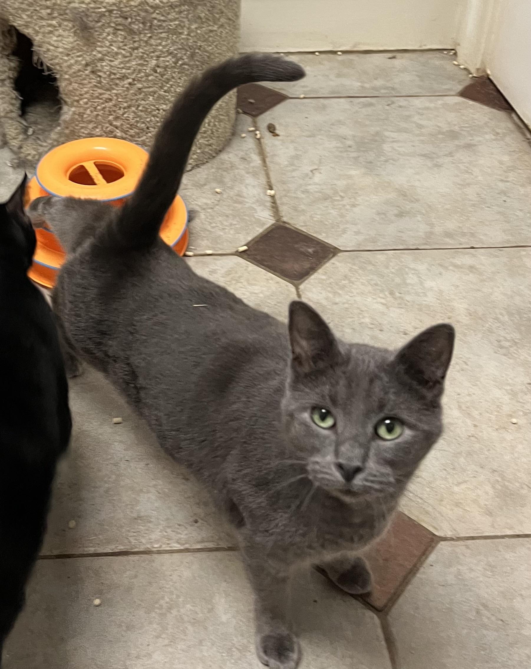 Enlarge Peanut, a ADOPTABLE Russian Blue in Mobile, AL image 5/5