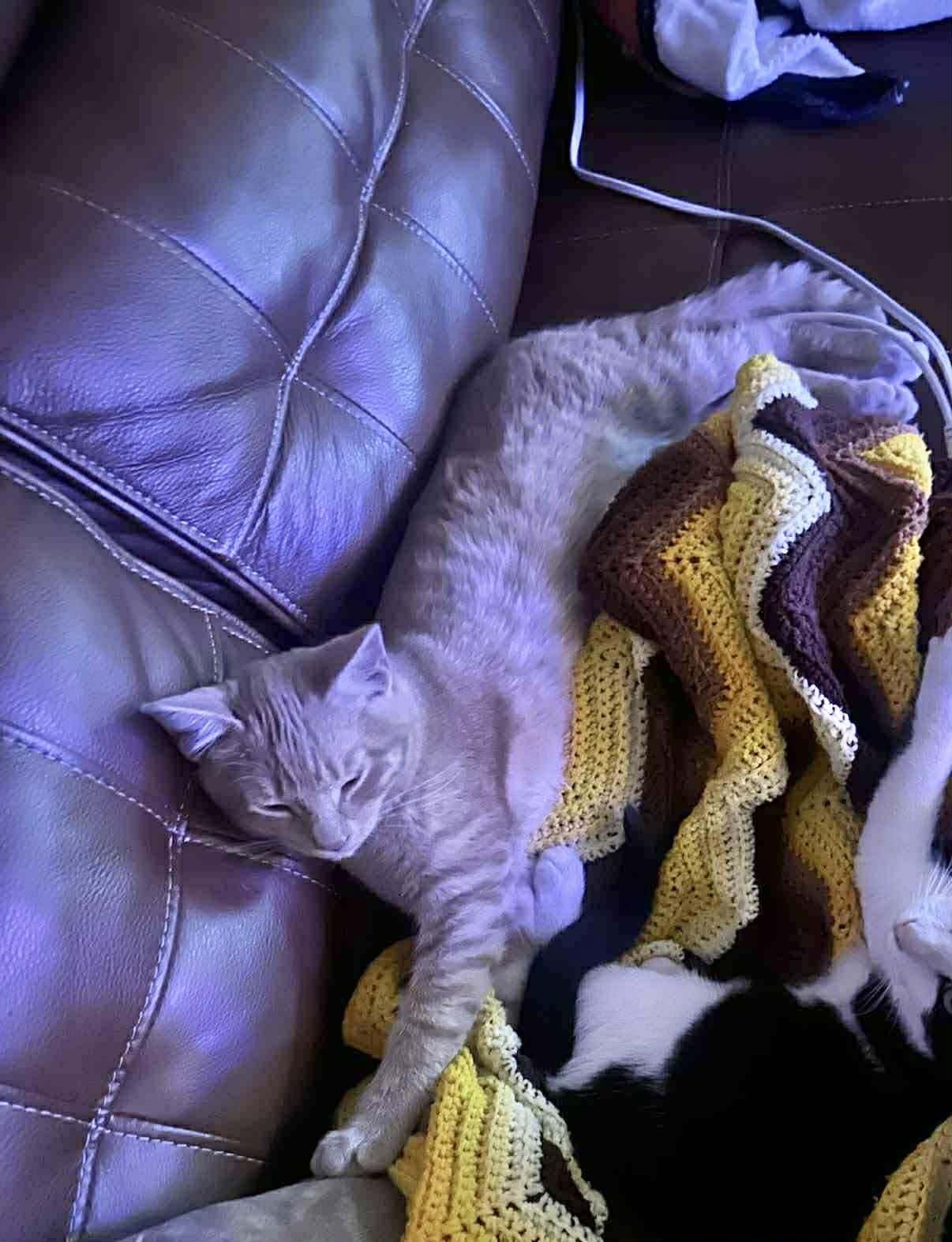 Enlarge Munch, an adopted Domestic Short Hair in Colcord, OK image 5/5