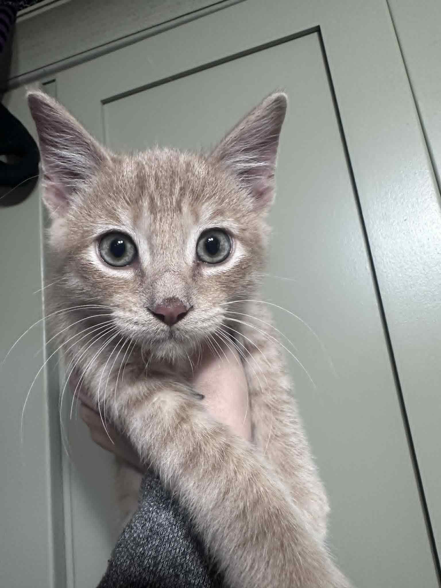 Enlarge Munch, a Adoptable Domestic Short Hair in Colcord, OK image 2/3