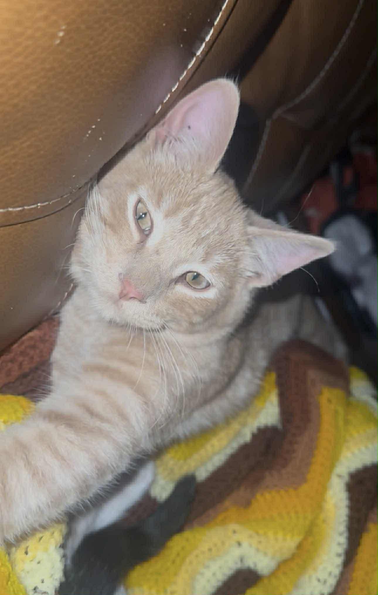 Enlarge Munch, an adopted Domestic Short Hair in Colcord, OK image 1/5