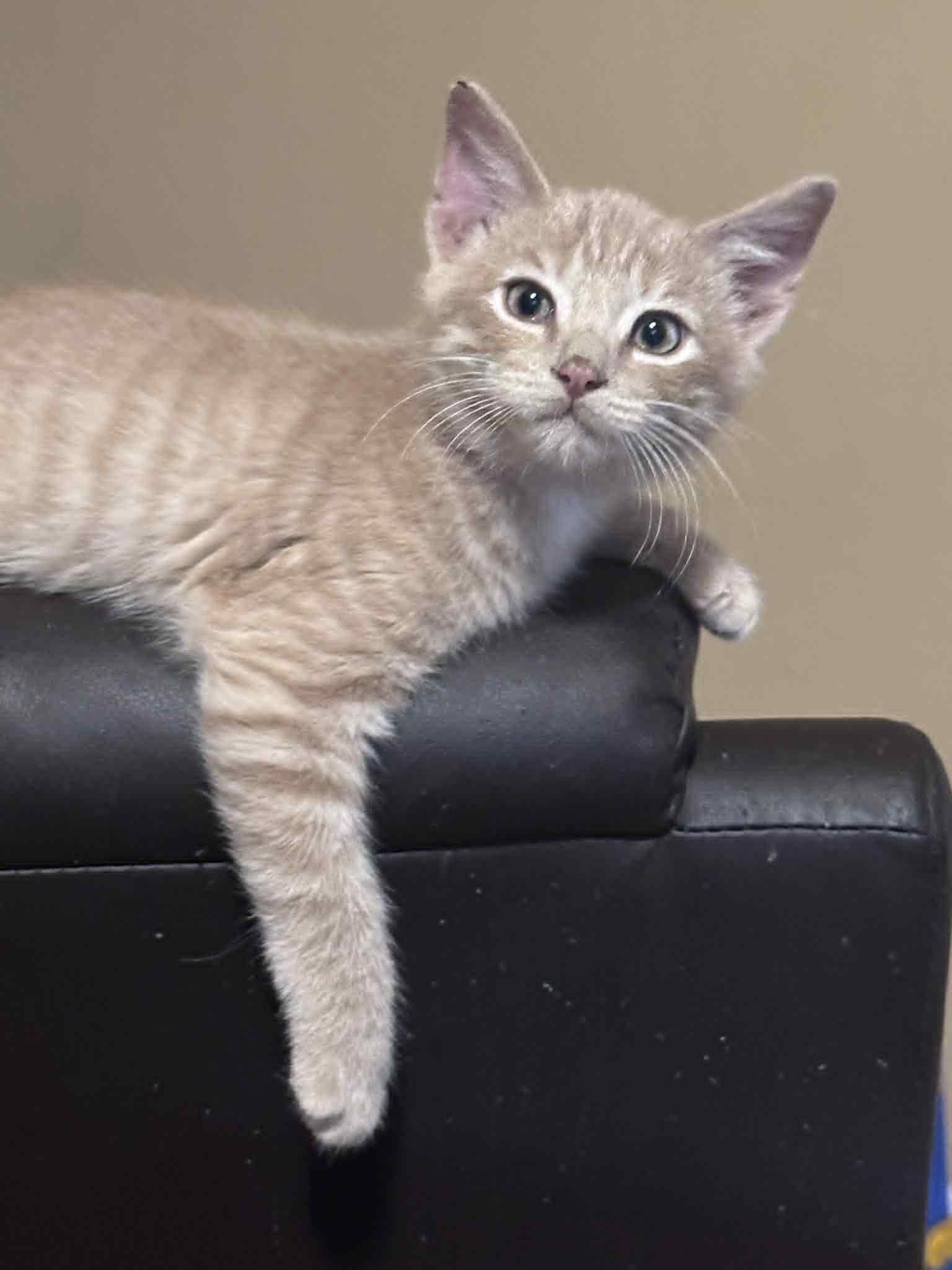 Enlarge Munch, a Adoptable Domestic Short Hair in Colcord, OK image 3/3