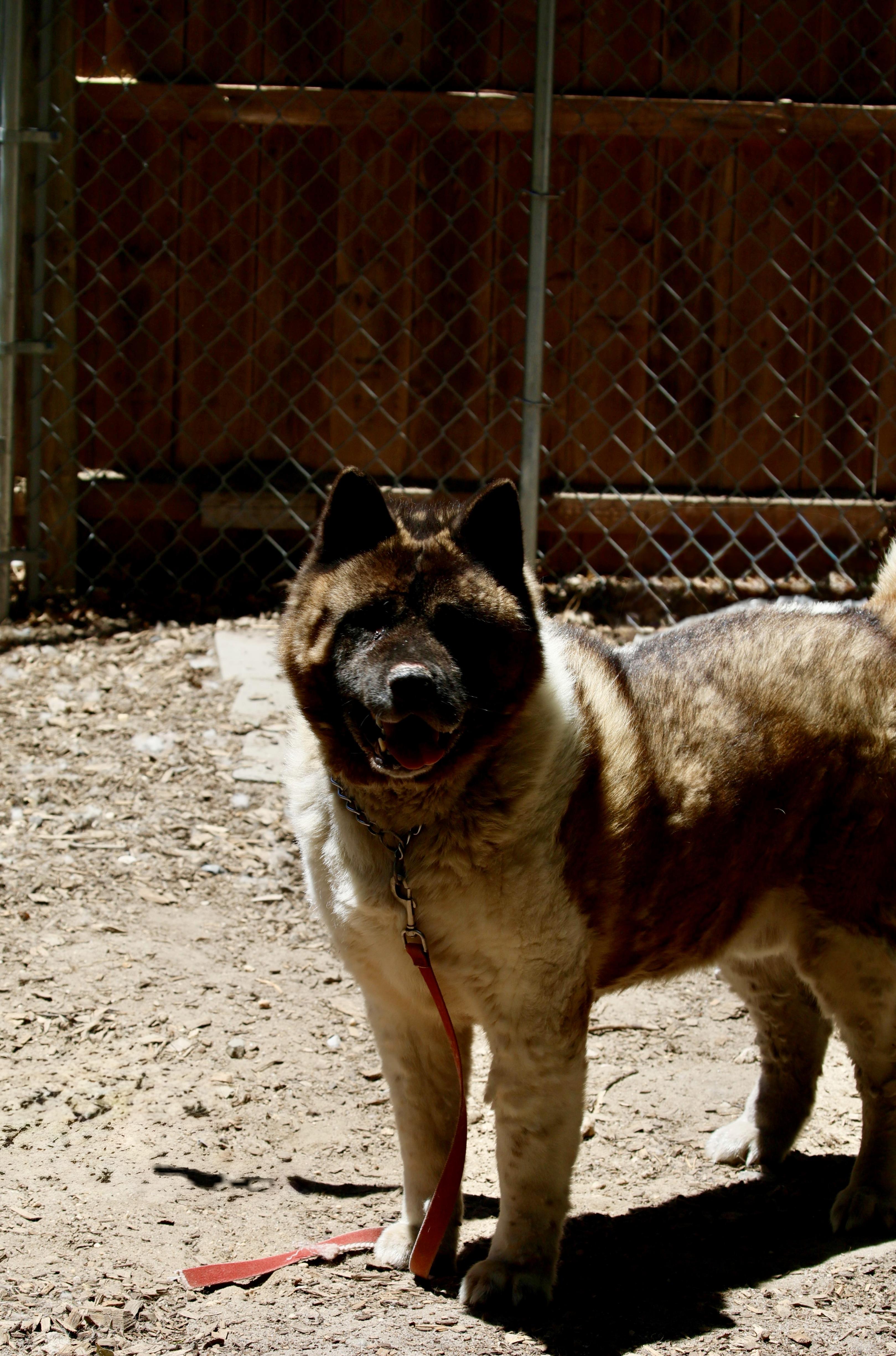 Bear-Bear, a Adoptable Akita in Toms River, NJ image 2/5