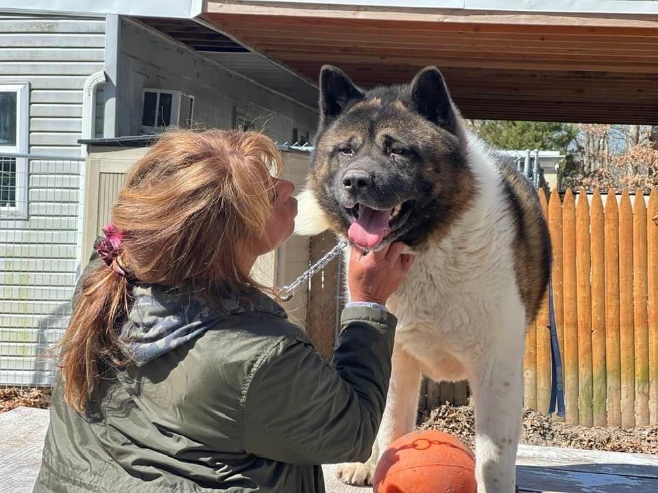 Bear-Bear, an adoptable Akita in Toms River, NJ, 08753 | Photo Image 4