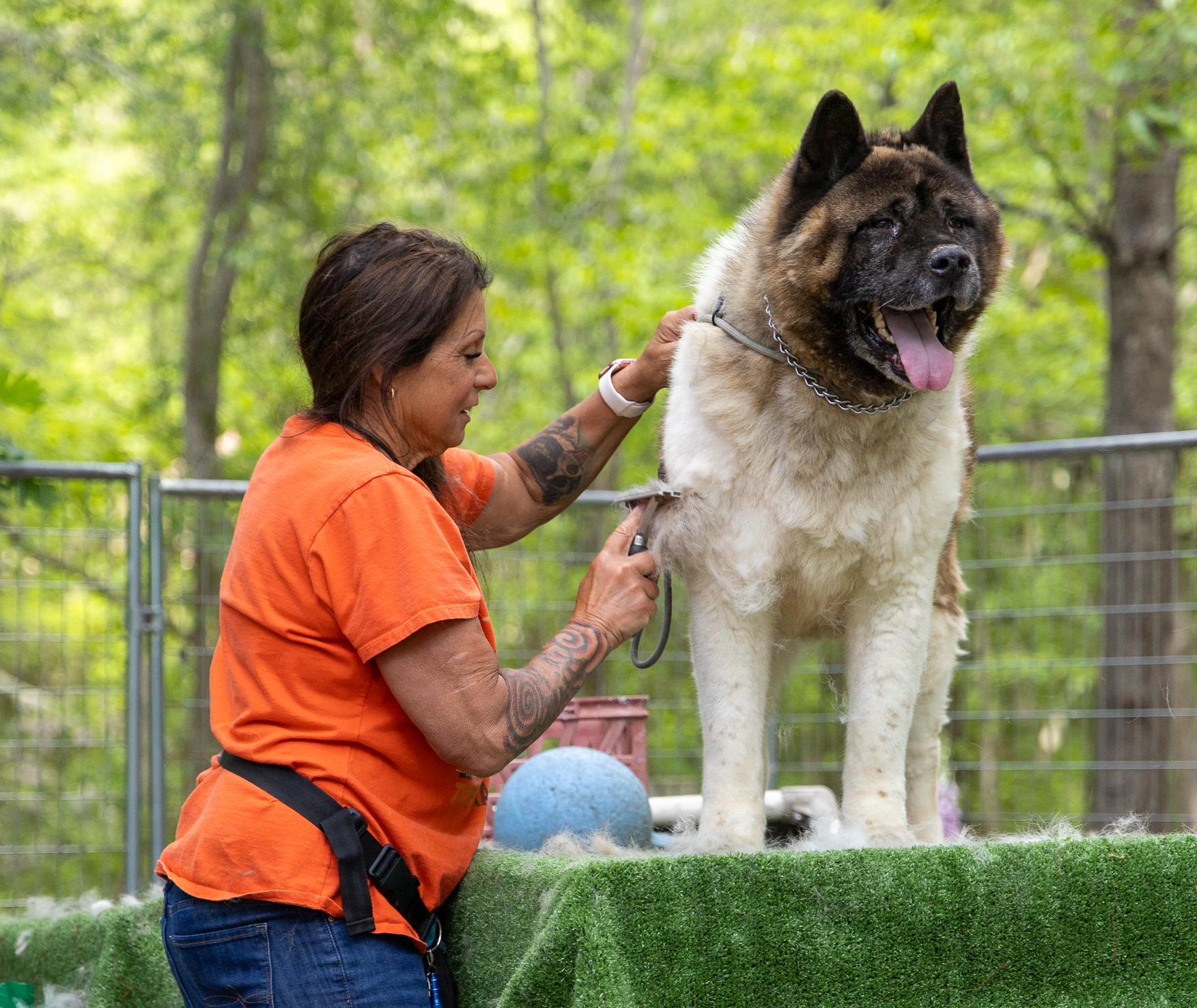 Bear-Bear, a Adoptable Akita in Toms River, NJ image 2/6