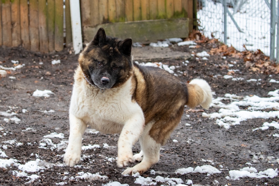 Bear-Bear, an adoptable Akita in Toms River, NJ, 08753 | Photo Image 5