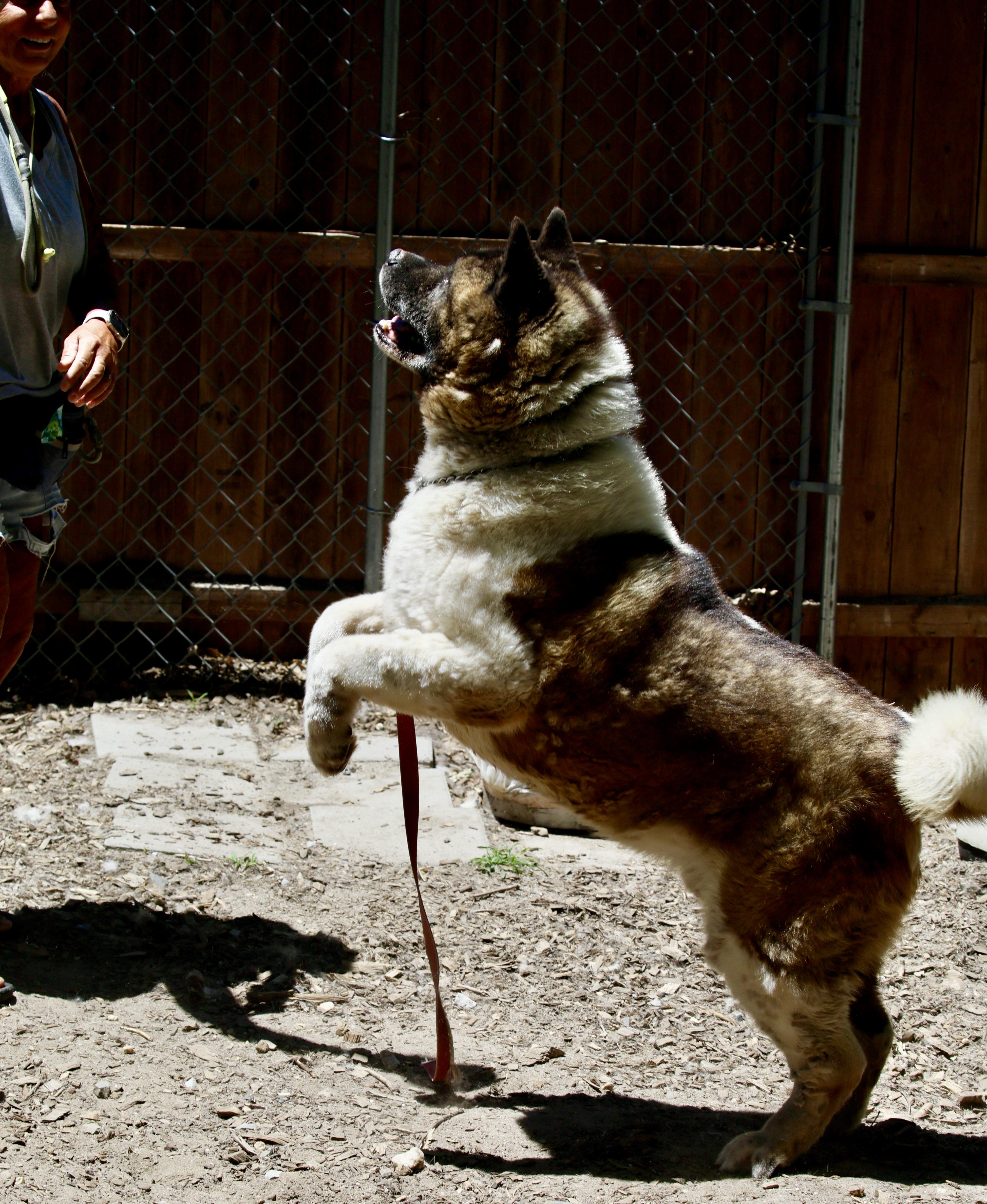 Bear-Bear, a Adoptable Akita in Toms River, NJ image 4/5