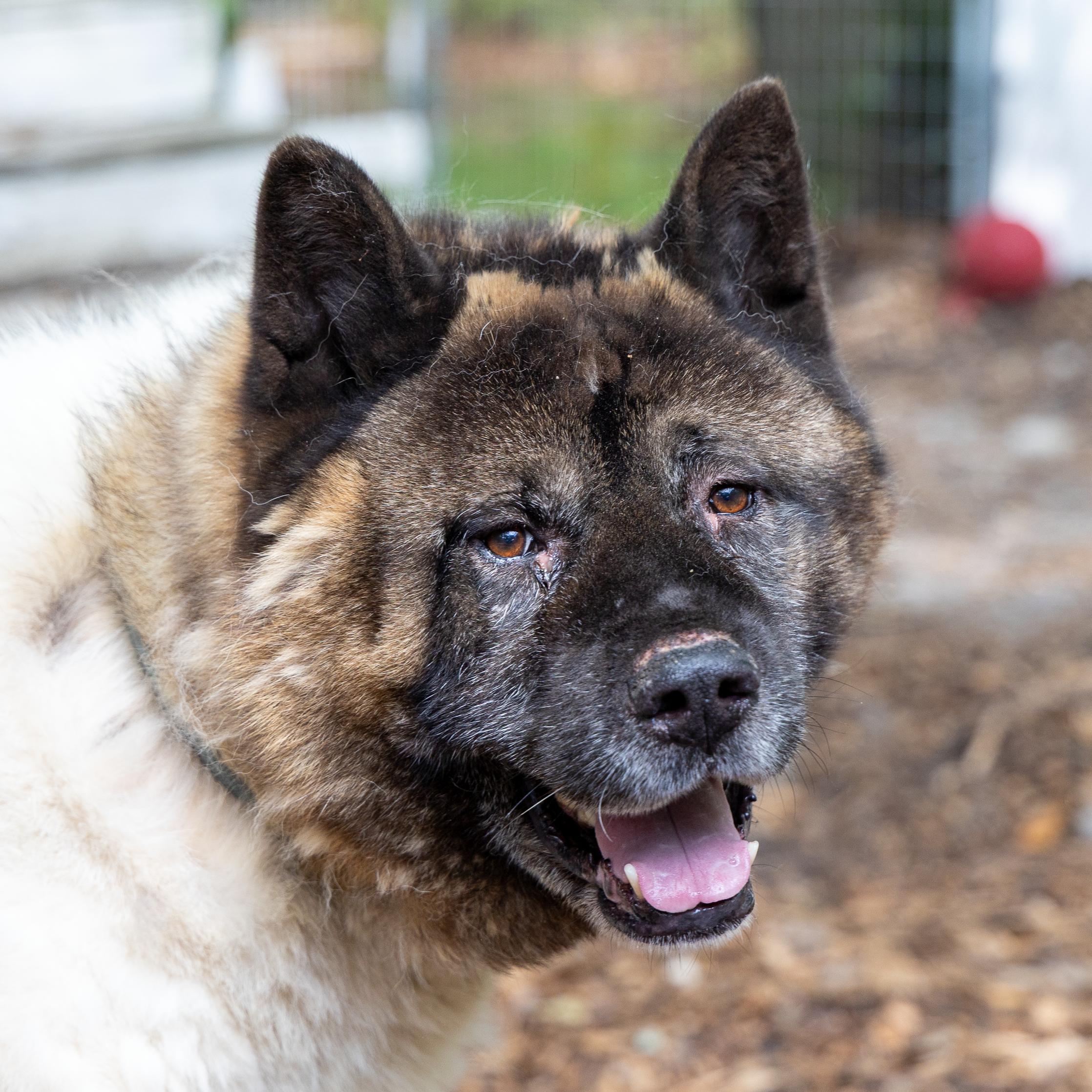Bear-Bear, Adult Male Akita