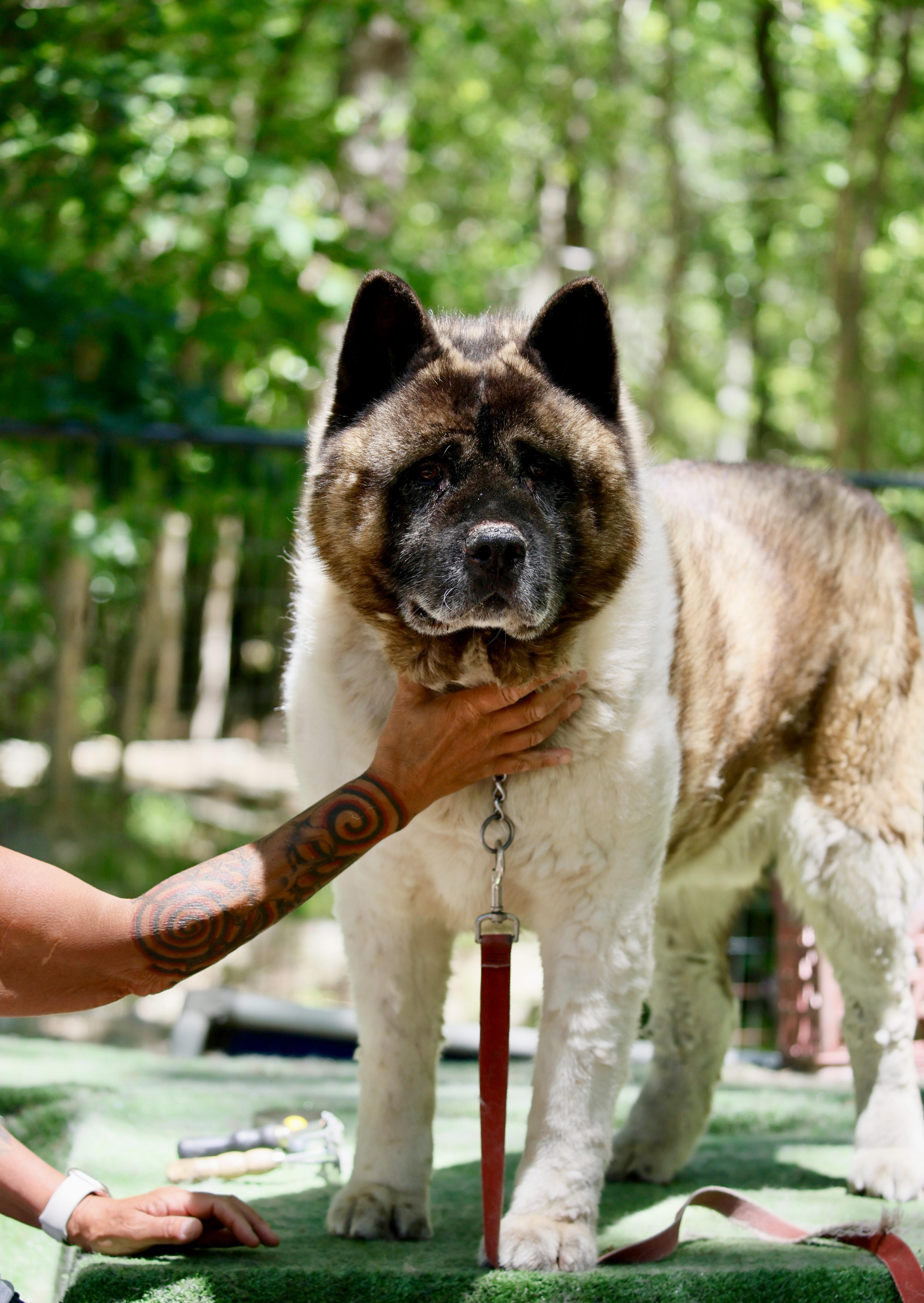 Bear-Bear, a Adoptable Akita in Toms River, NJ image 5/5