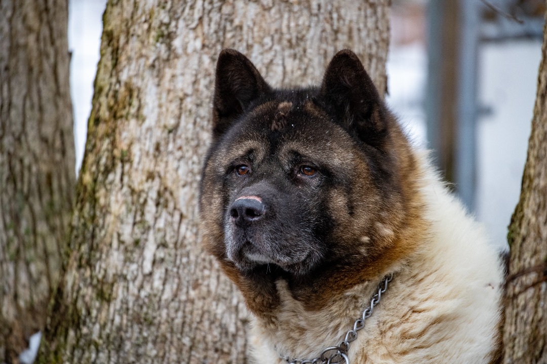 Bear-Bear, an adoptable Akita in Toms River, NJ, 08753 | Photo Image 6
