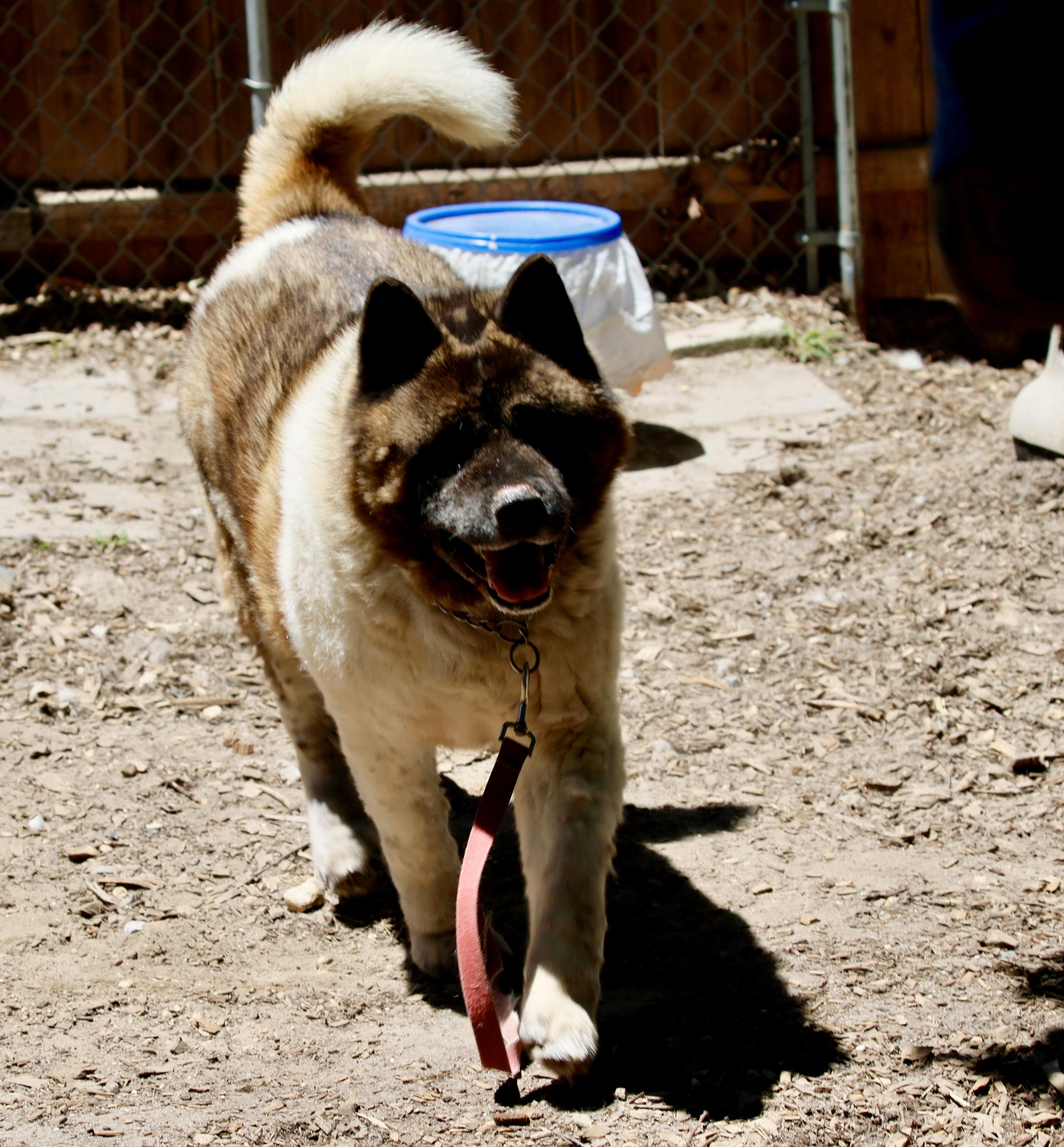 Bear-Bear, Adoptable, Adult Male Akita.