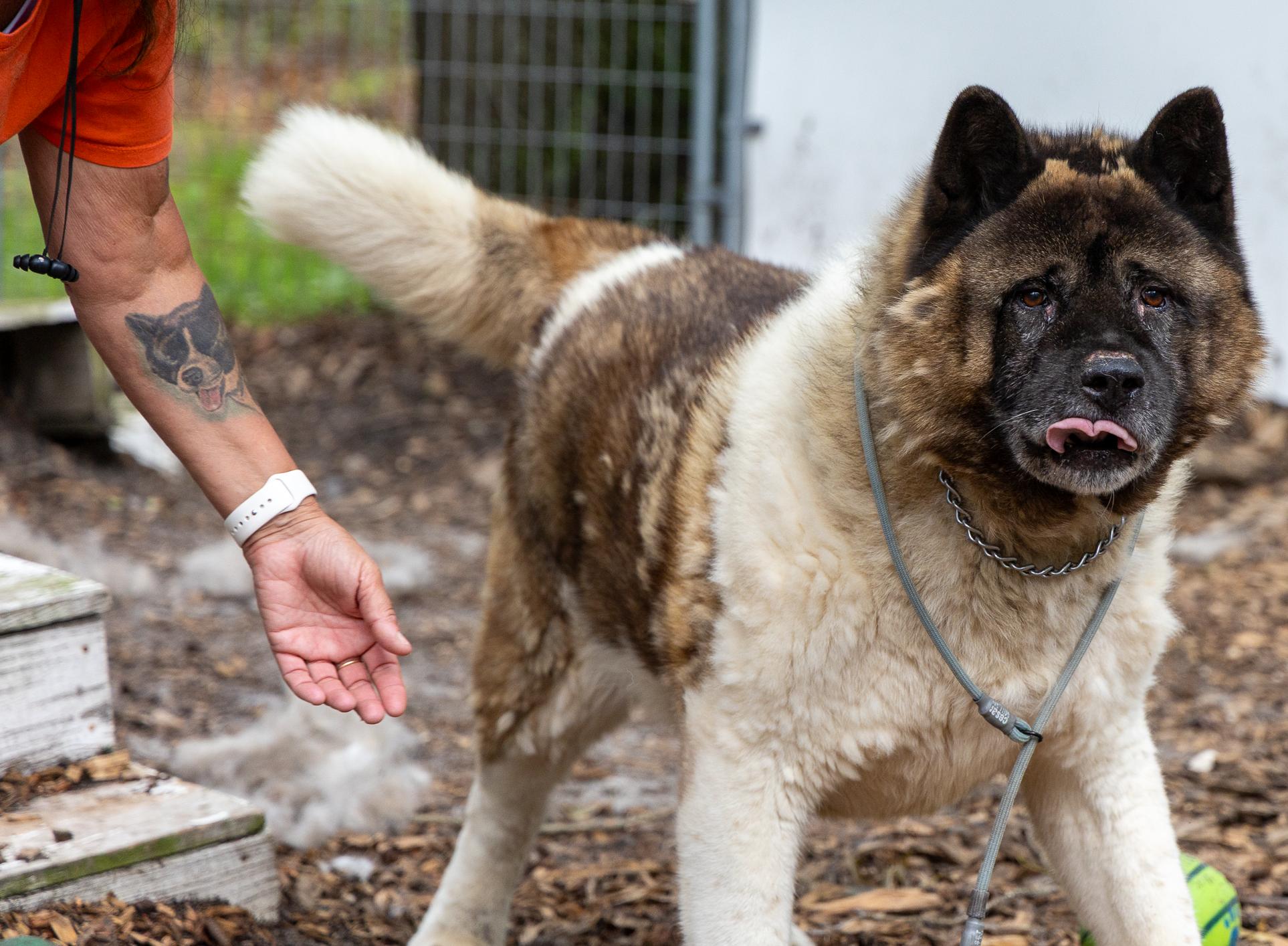 Bear-Bear, an adoptable Akita in Toms River, NJ, 08753 | Photo Image 3