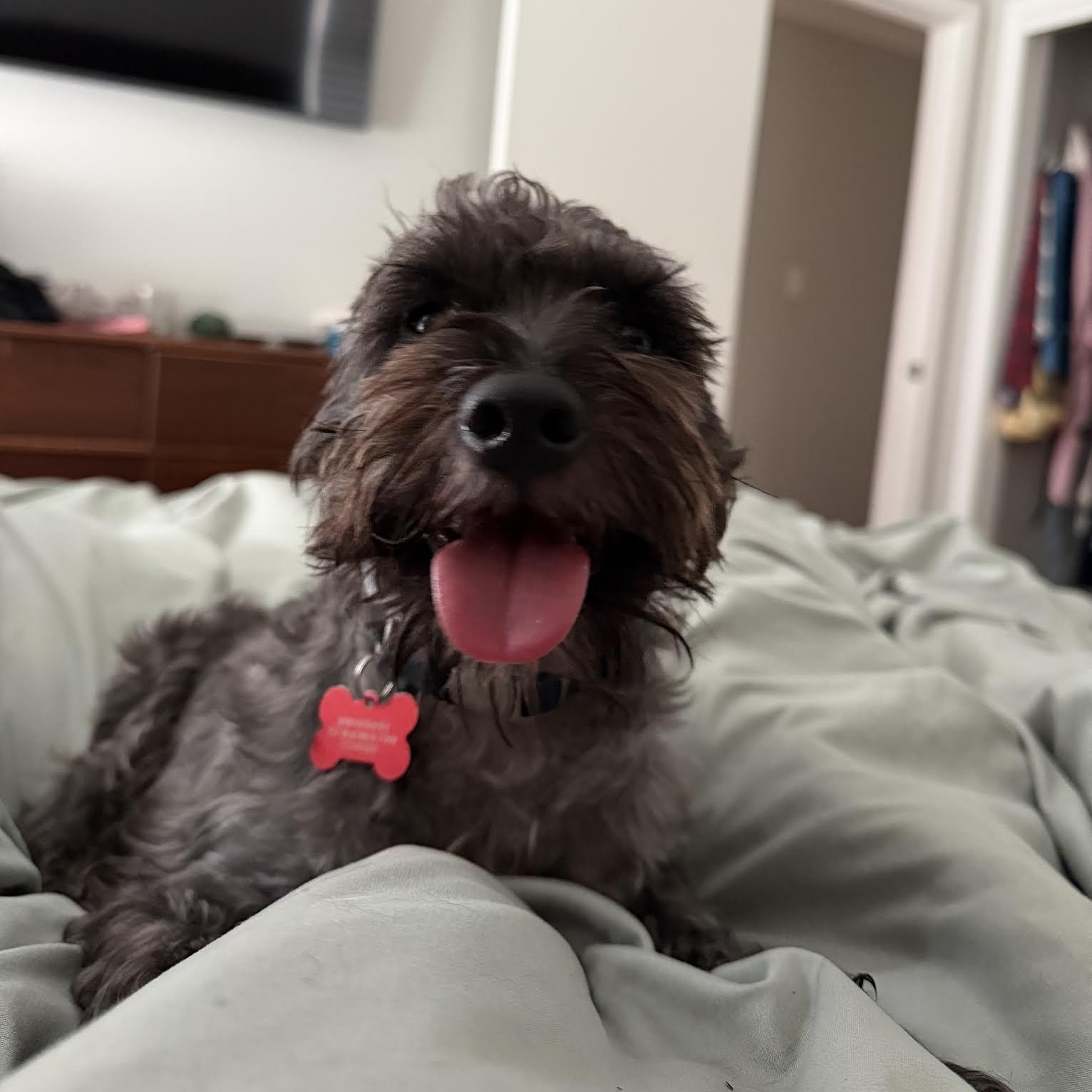 Enlarge Hemi, a Adopted Miniature Schnauzer in Boulder, CO image 6/6