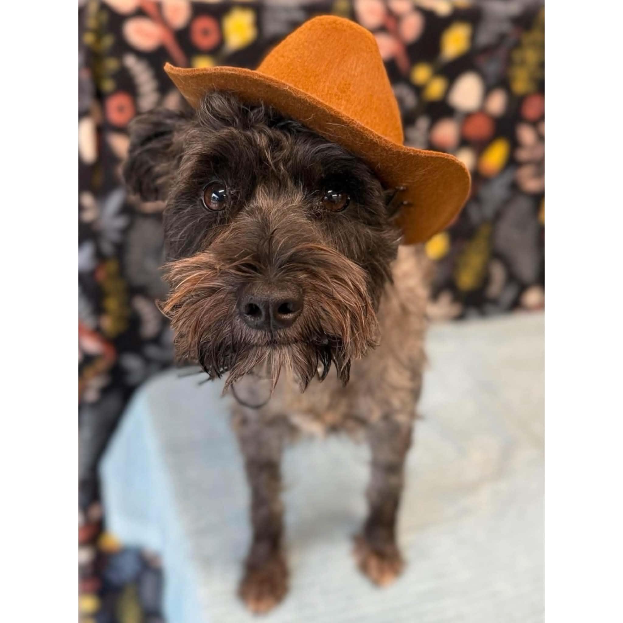 Enlarge Hemi, a Adopted Miniature Schnauzer in Boulder, CO image 3/6