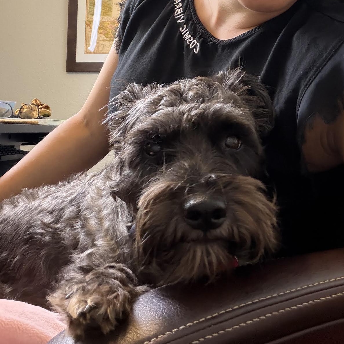 Hemi, Adoptable, Adult Male Miniature Schnauzer.