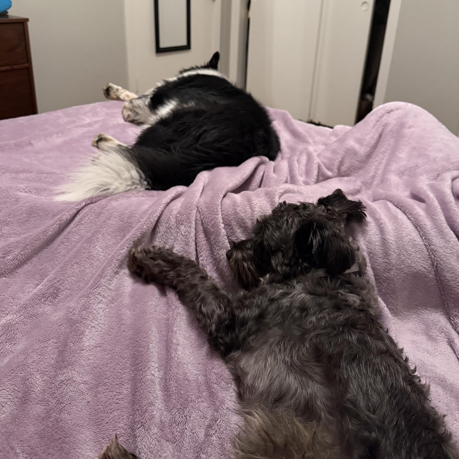 Enlarge Hemi, a Adopted Miniature Schnauzer in Boulder, CO image 5/6