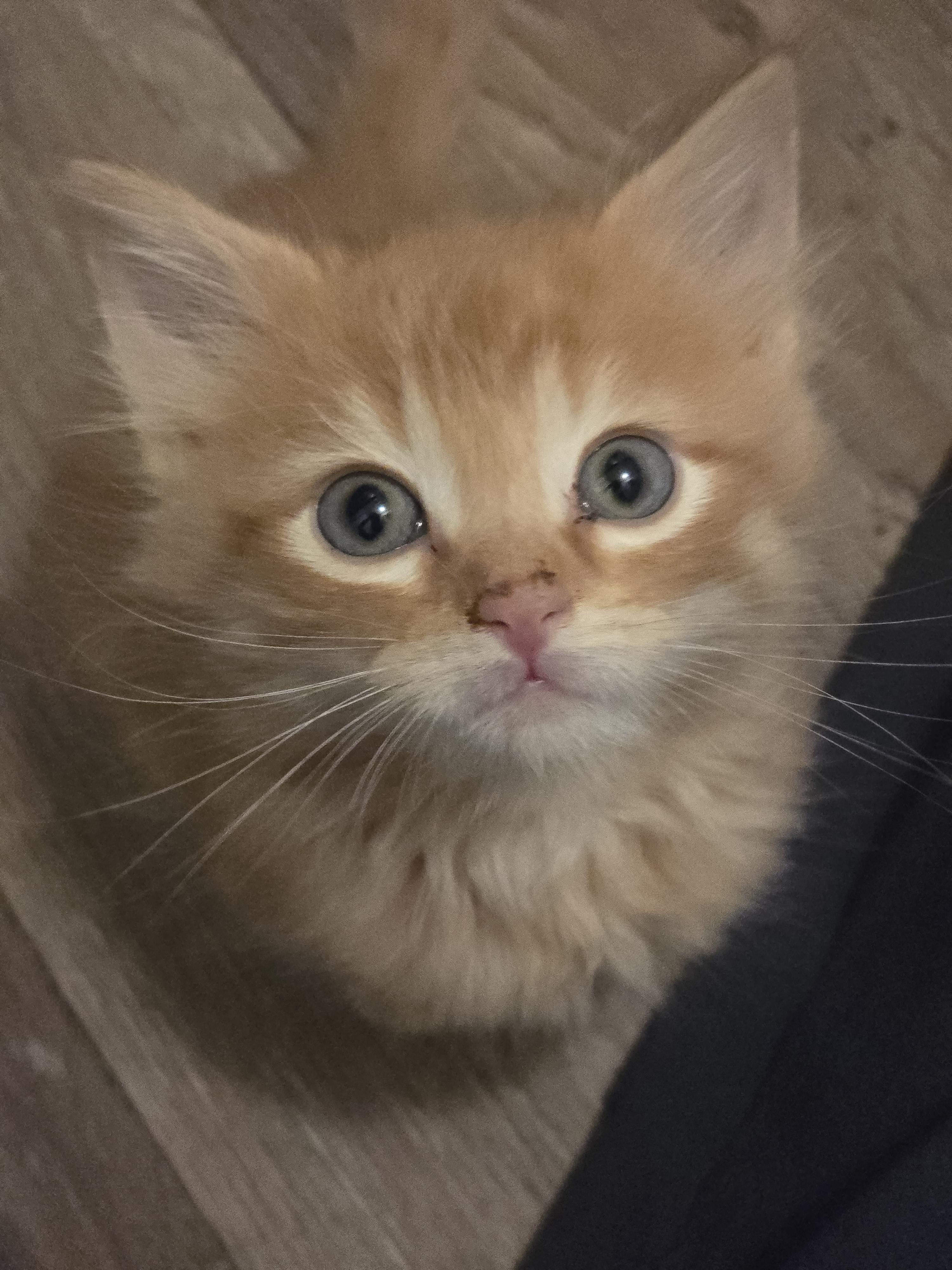 Enlarge Moxxie, a Adoptable mixed breed in Ripley, TN image 2/5