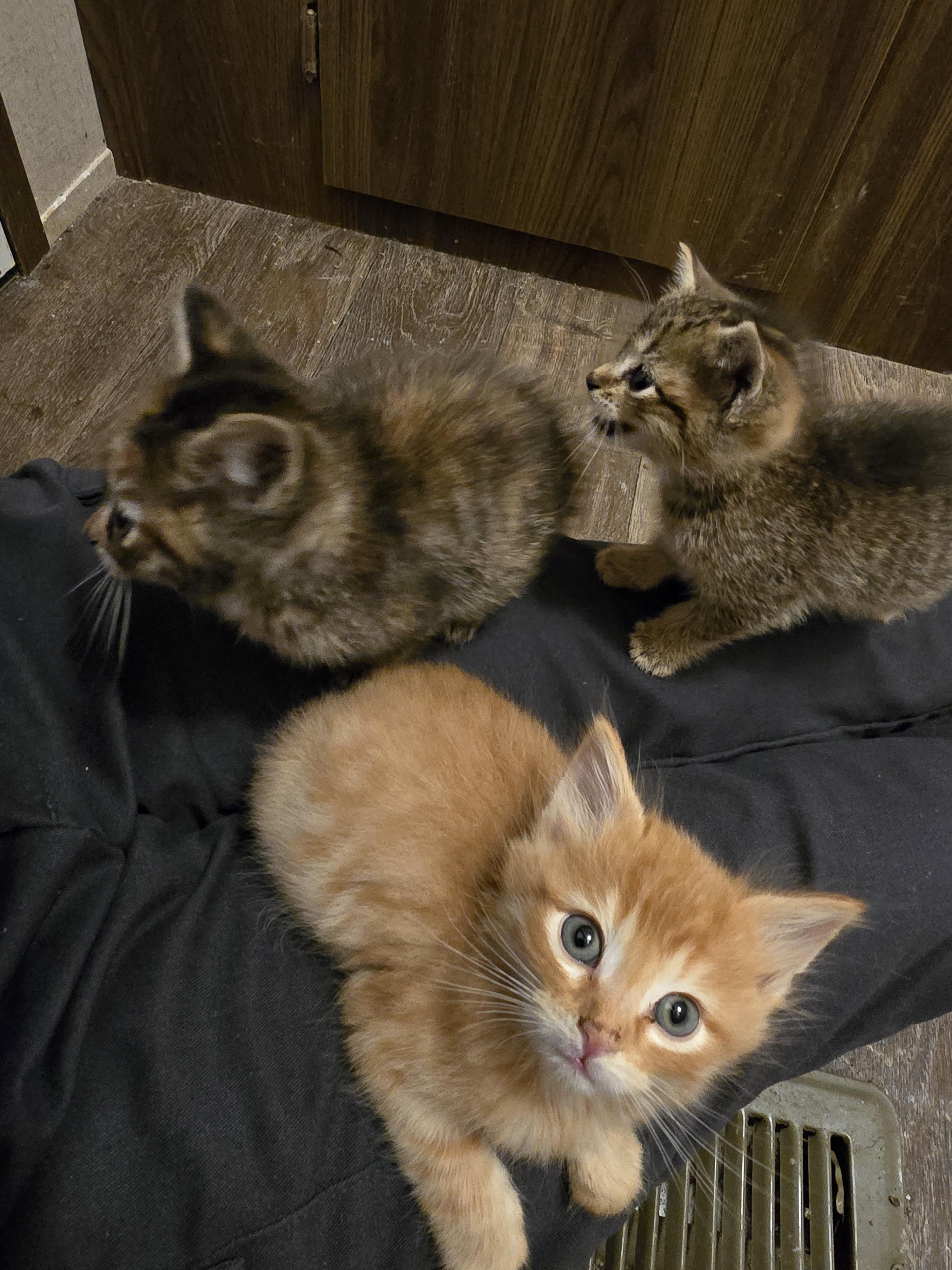 Enlarge Moxxie, a Adoptable mixed breed in Ripley, TN image 3/5