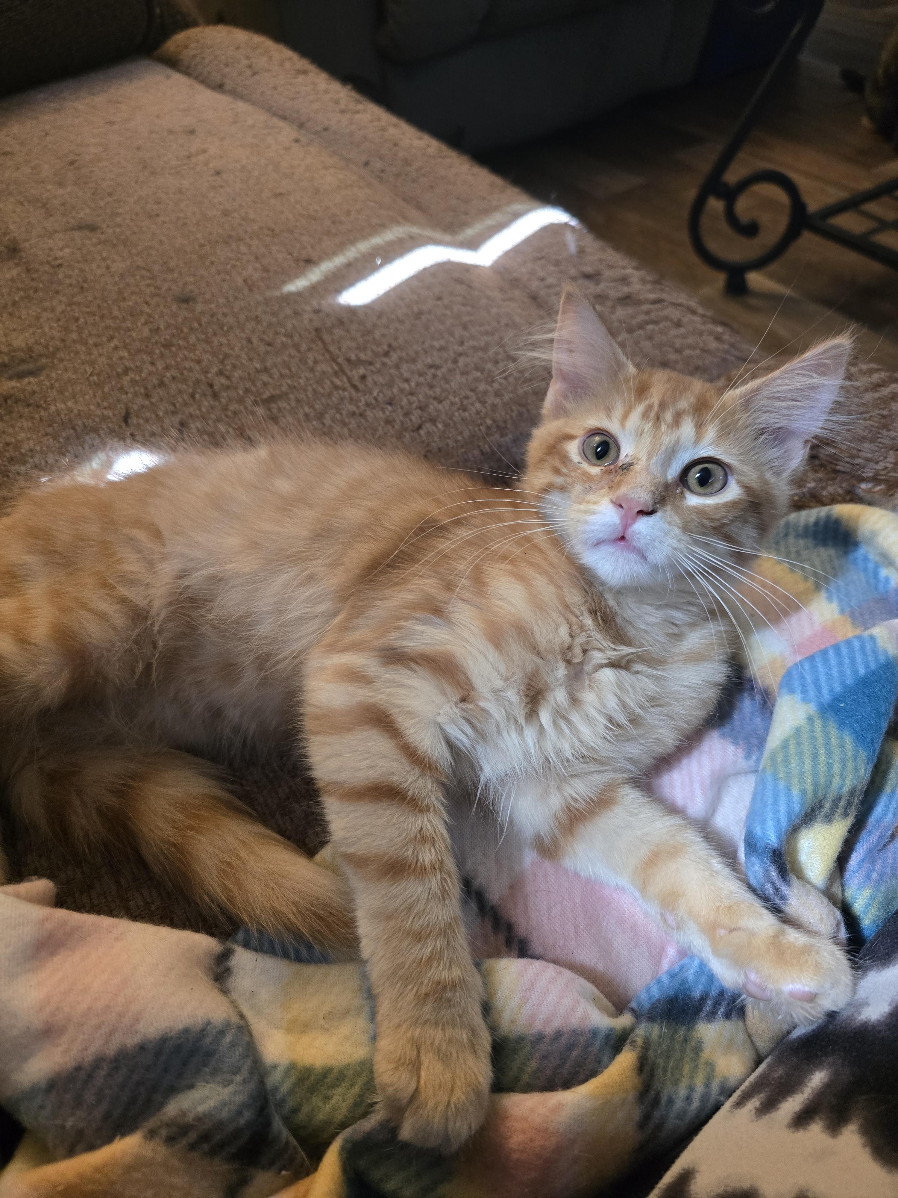 Moxxie, Adoptable, Young Male Domestic Long Hair.