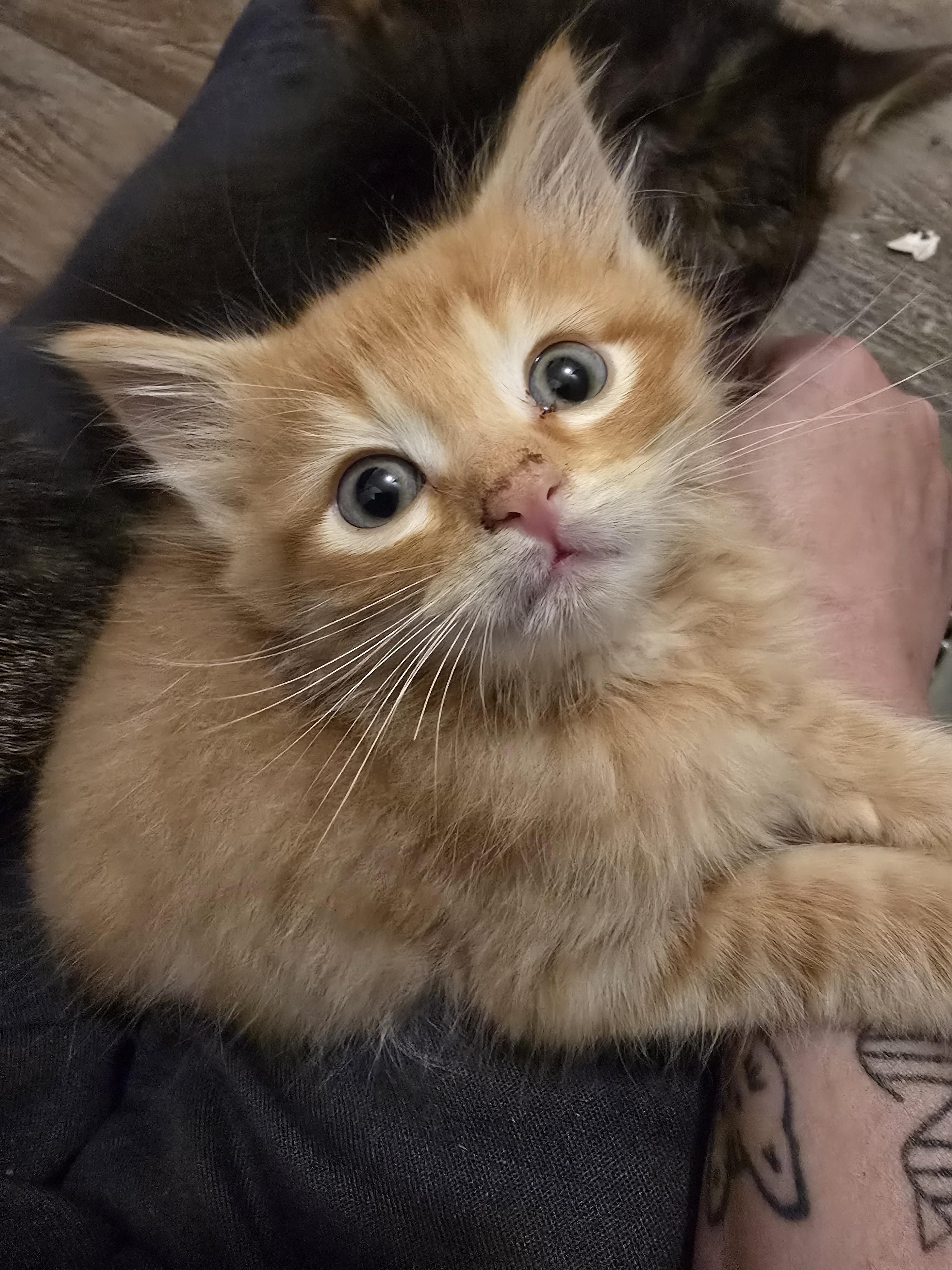 Enlarge Moxxie, a Adoptable mixed breed in Ripley, TN image 4/5