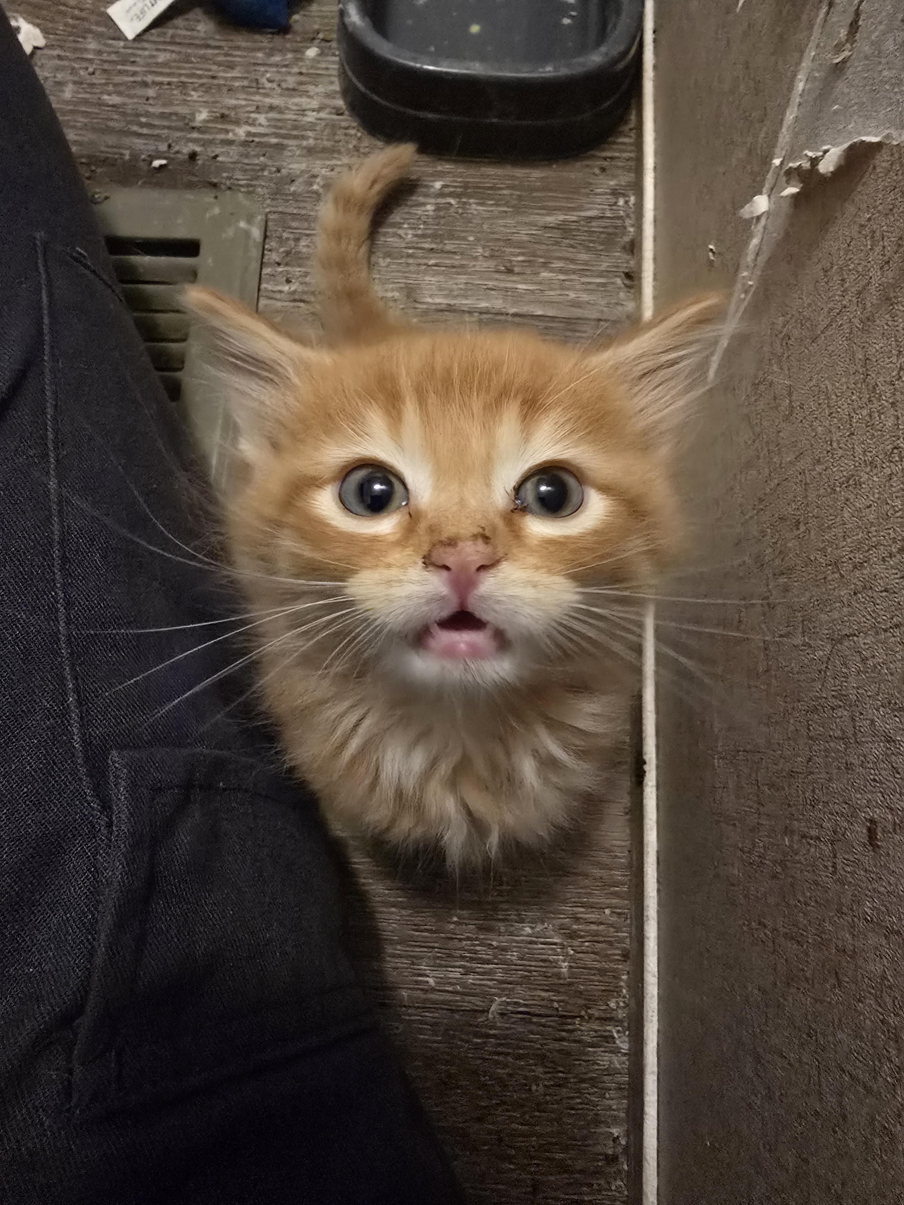 Enlarge Moxxie, a Adoptable mixed breed in Ripley, TN image 5/5