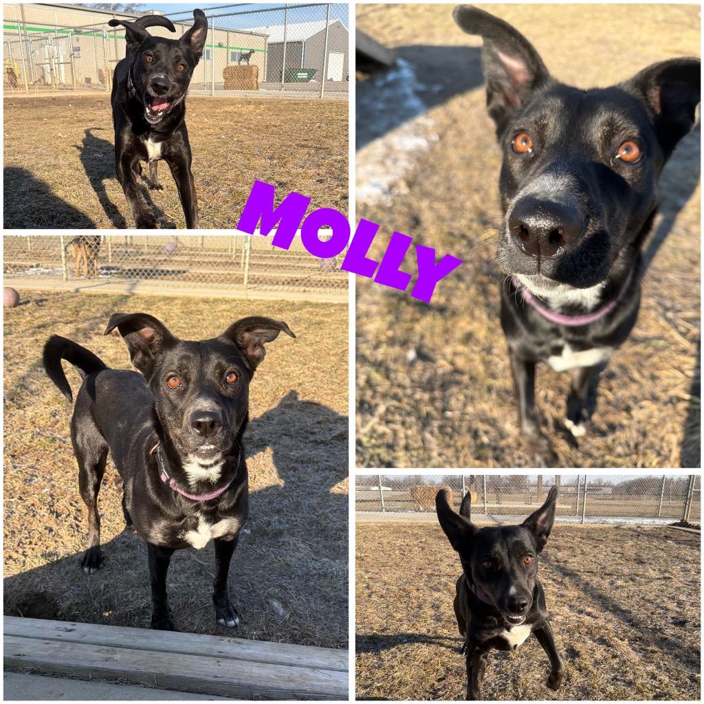 Enlarge Molly, a Adoptable mixed breed in Pierceton, IN image 3/6