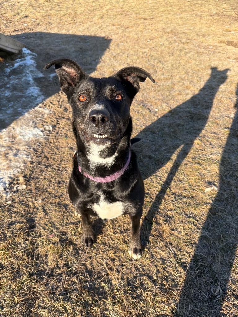 Enlarge Molly, a Adoptable mixed breed in Pierceton, IN image 5/6