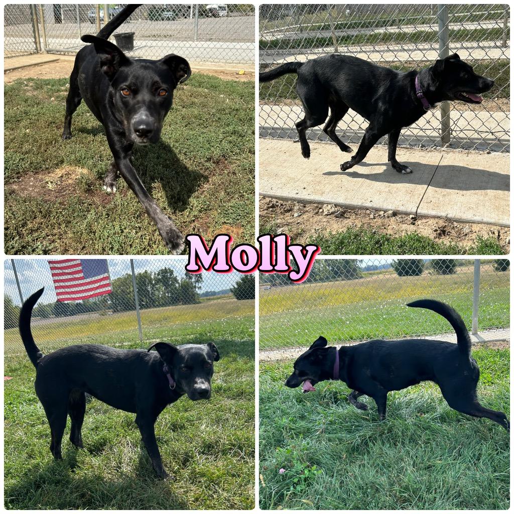 Enlarge Molly, a Adoptable mixed breed in Pierceton, IN image 3/3