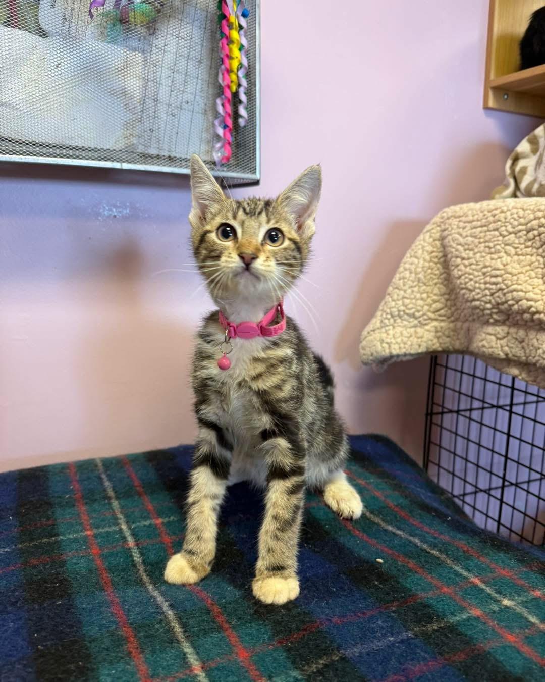 Enlarge Fred Astaire, a ADOPTABLE Domestic Short Hair in Freeport, NY image 1/1
