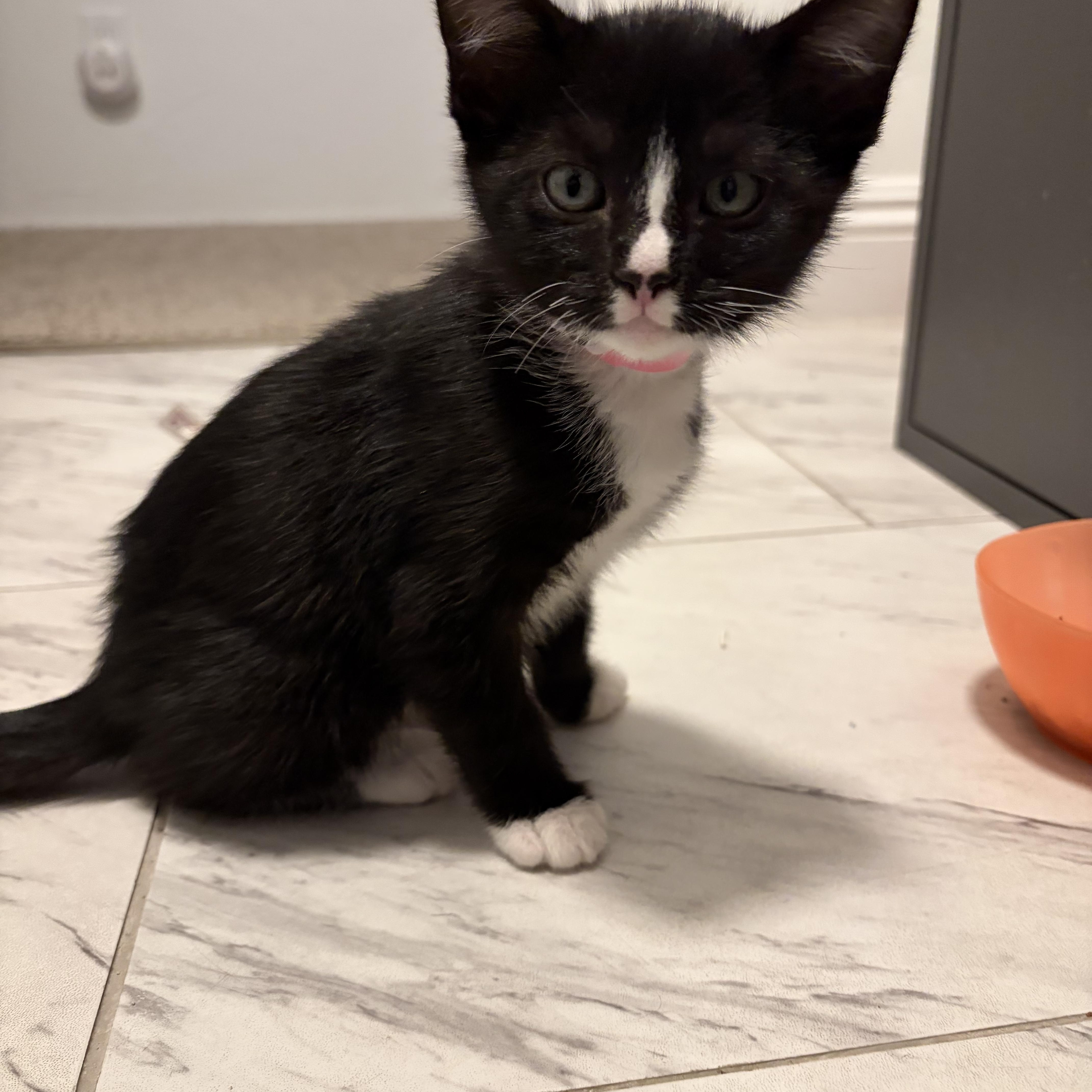 Enlarge Cheezit, an adopted Domestic Short Hair in Long Beach, CA image 1/2