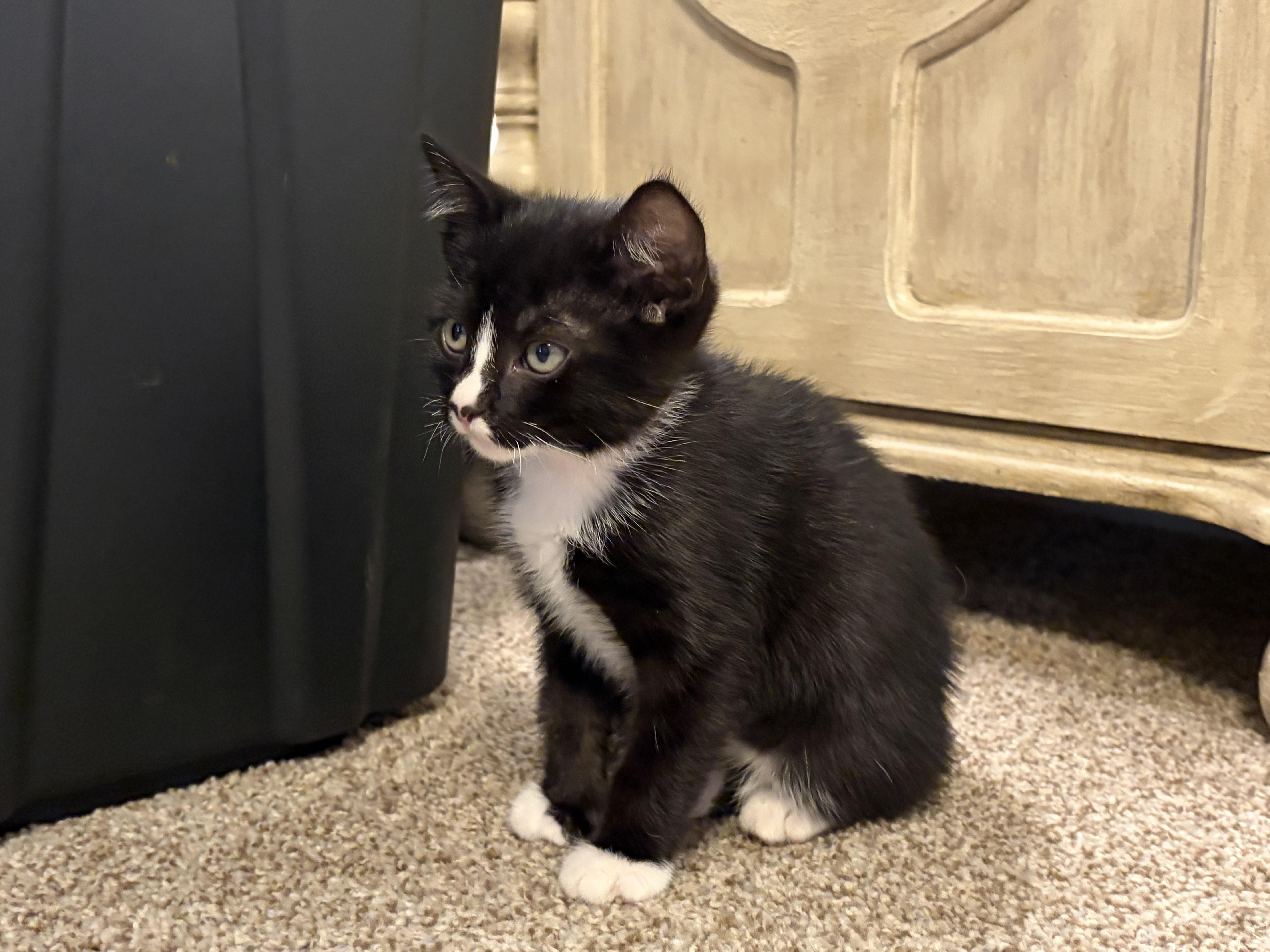 Enlarge Cheezit, an adopted Domestic Short Hair in Long Beach, CA image 2/2